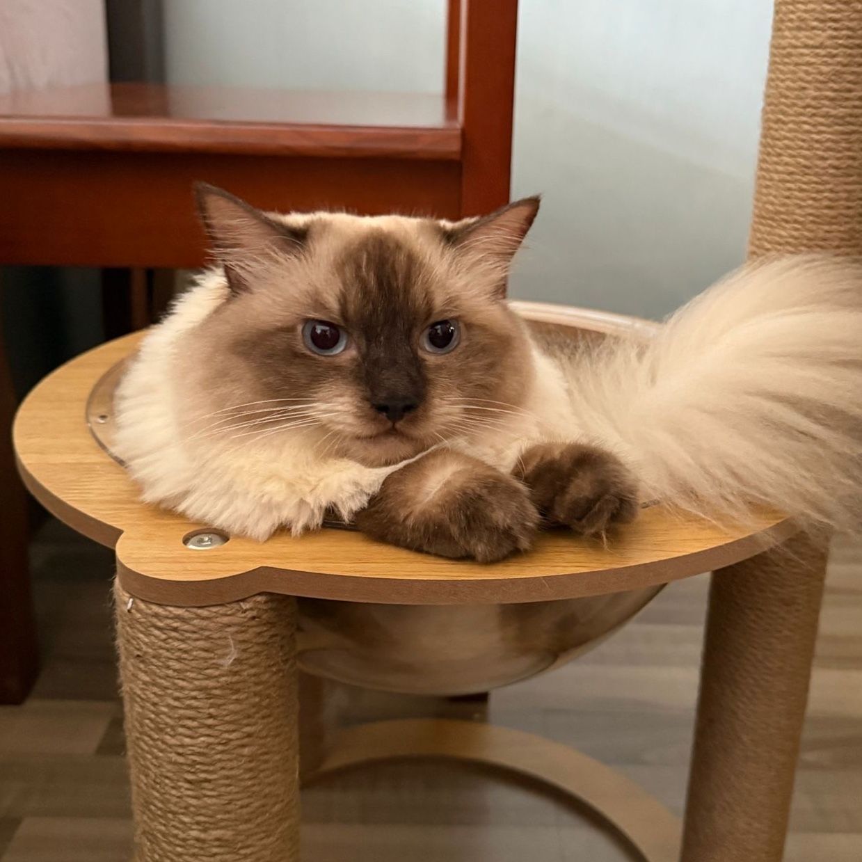 Hugo