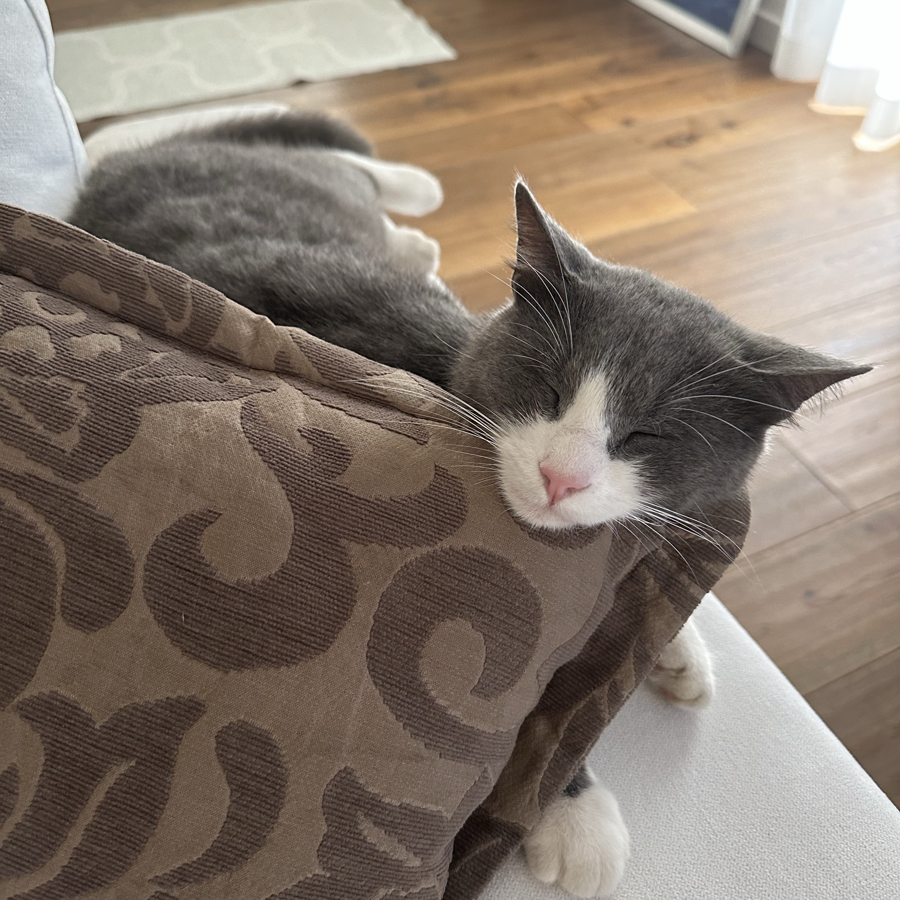 Mochi
