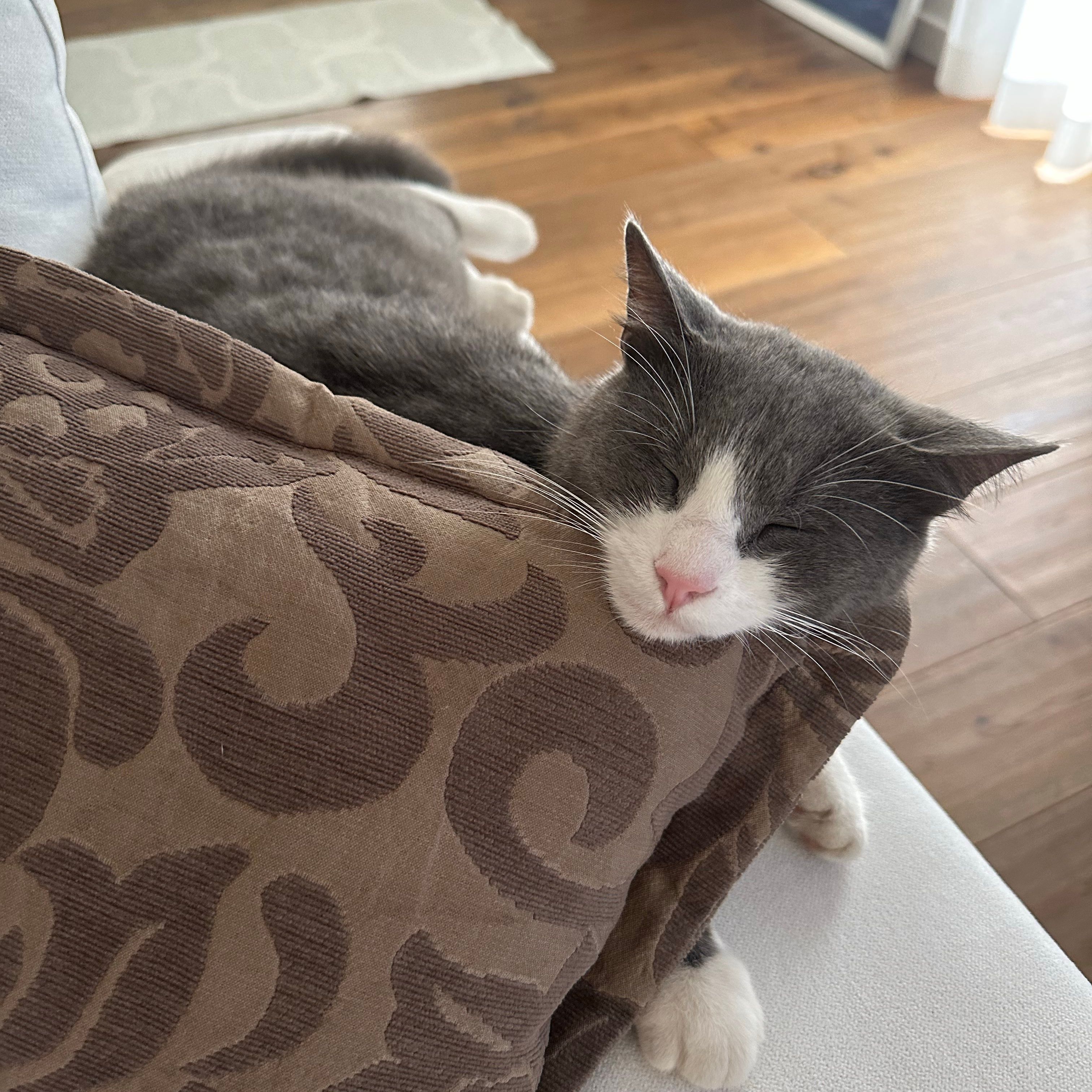 Mochi