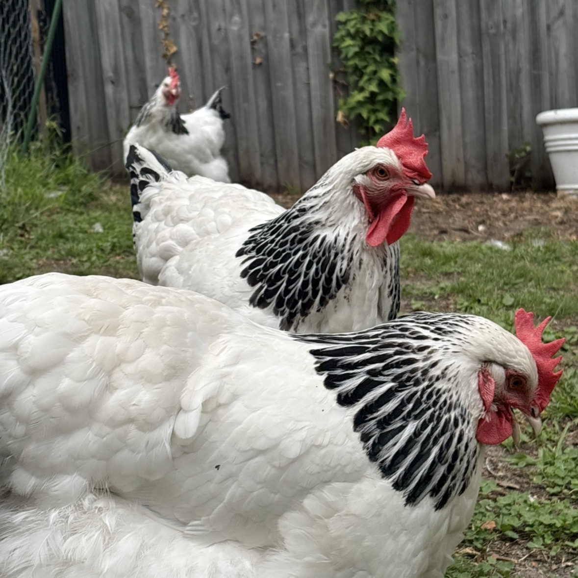Lady, Miss and Chicky