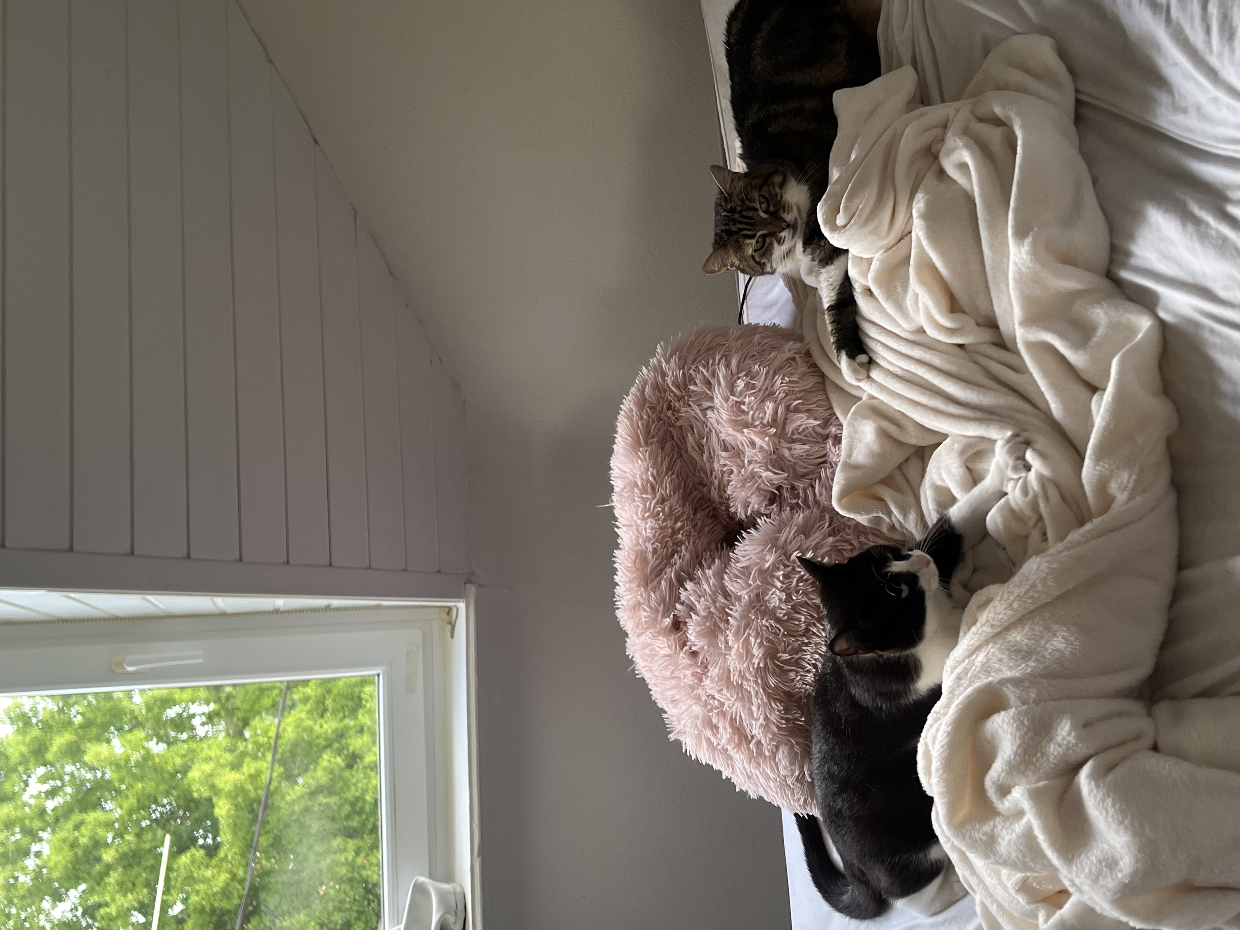 image-5