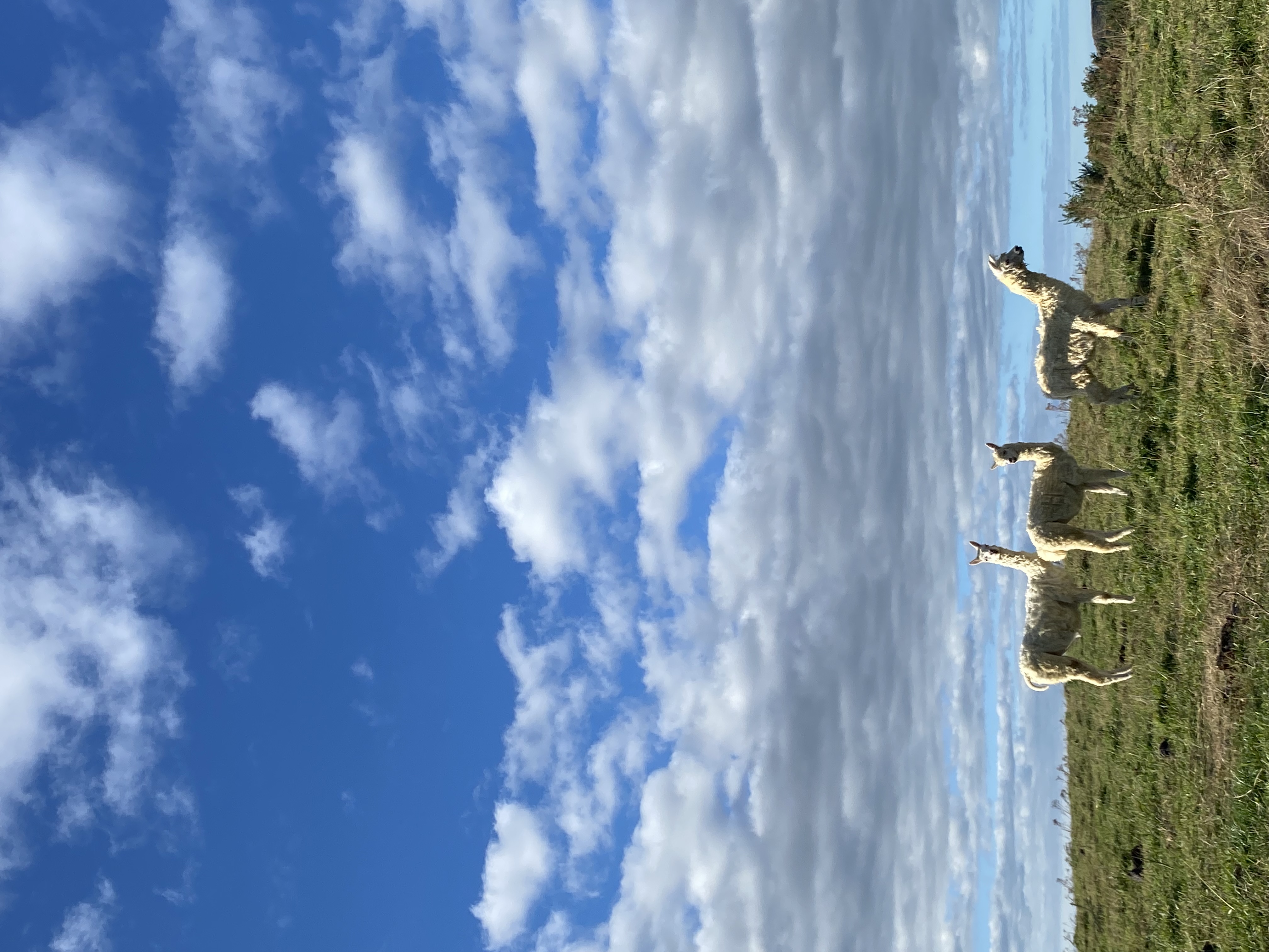 image-8
