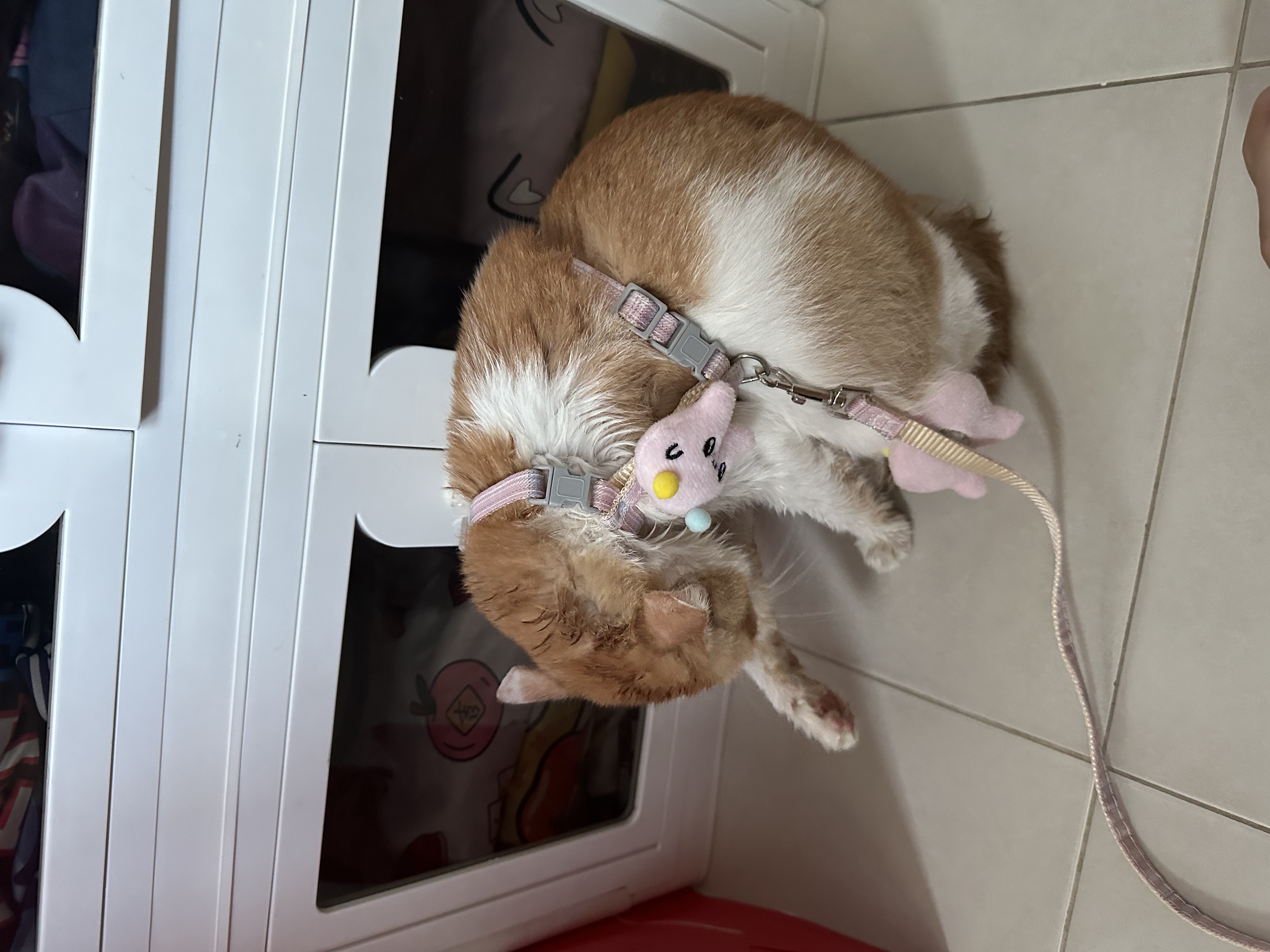image-6