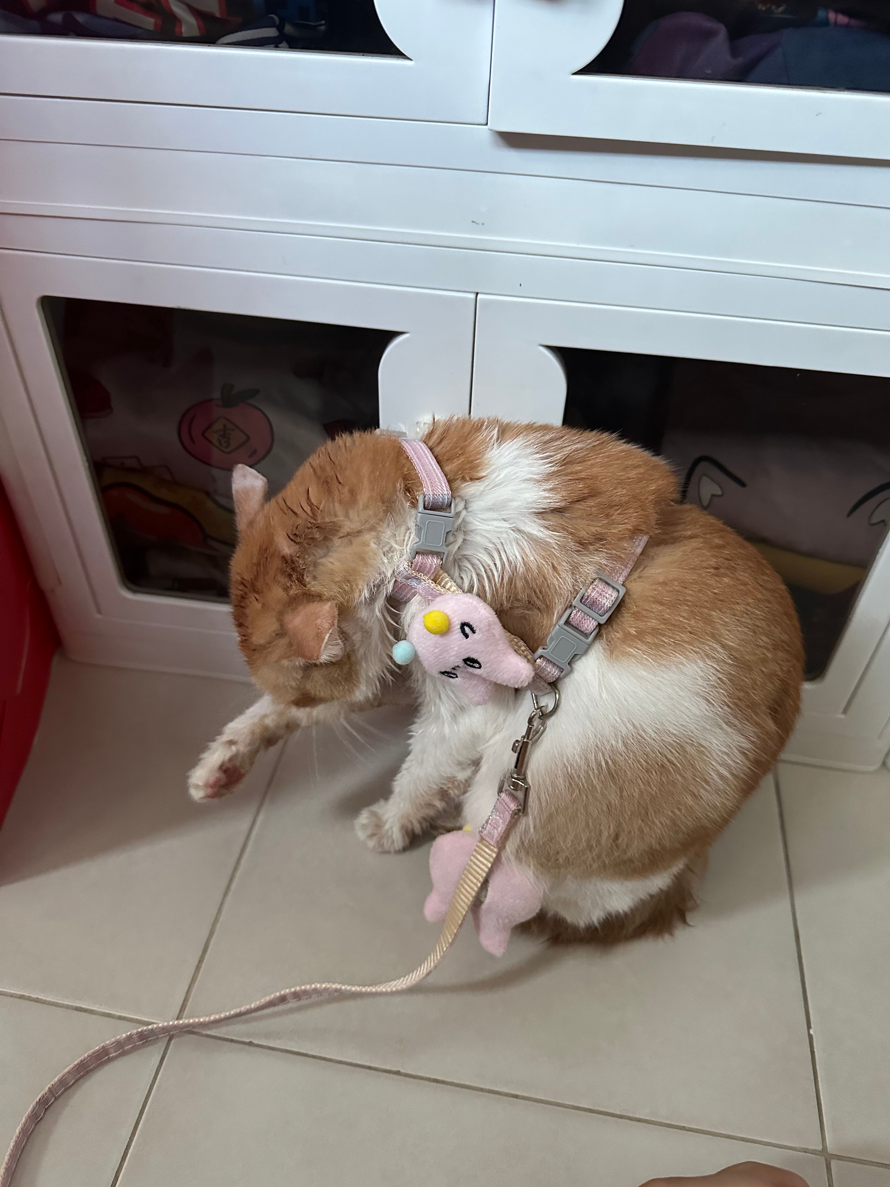 image-6