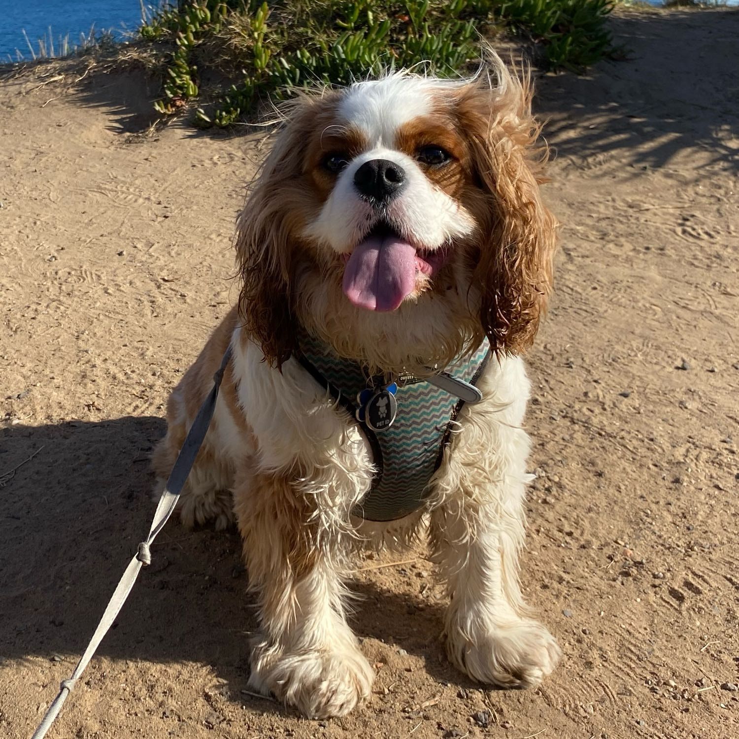 Archie