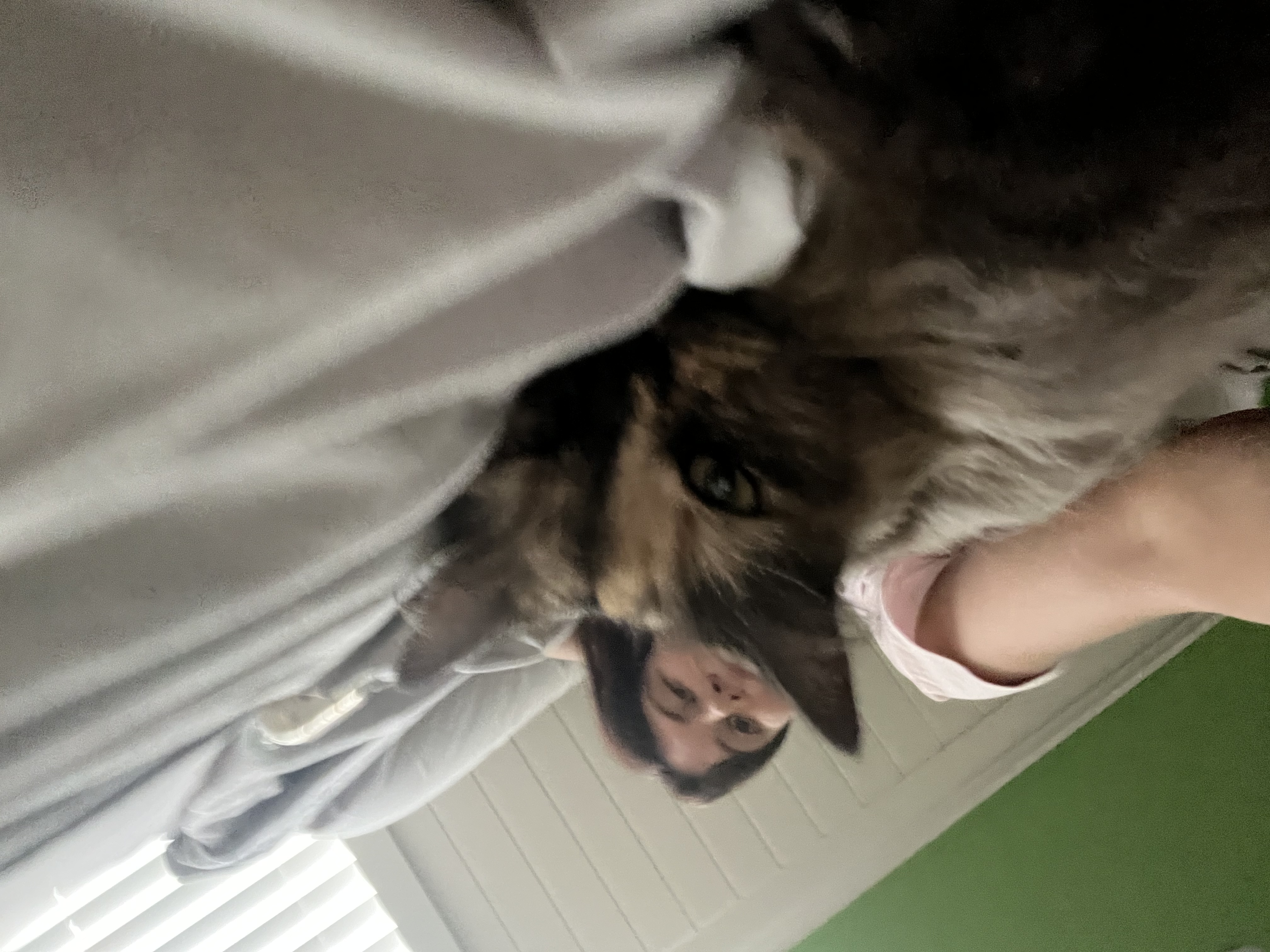 image-11