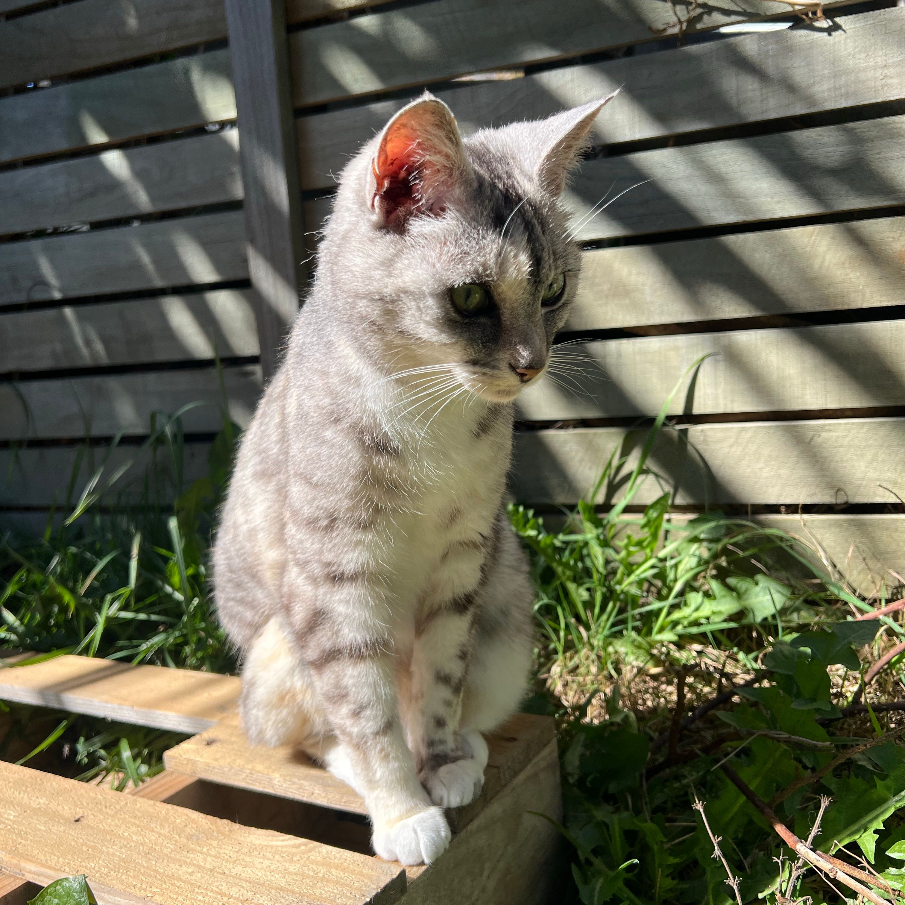bella