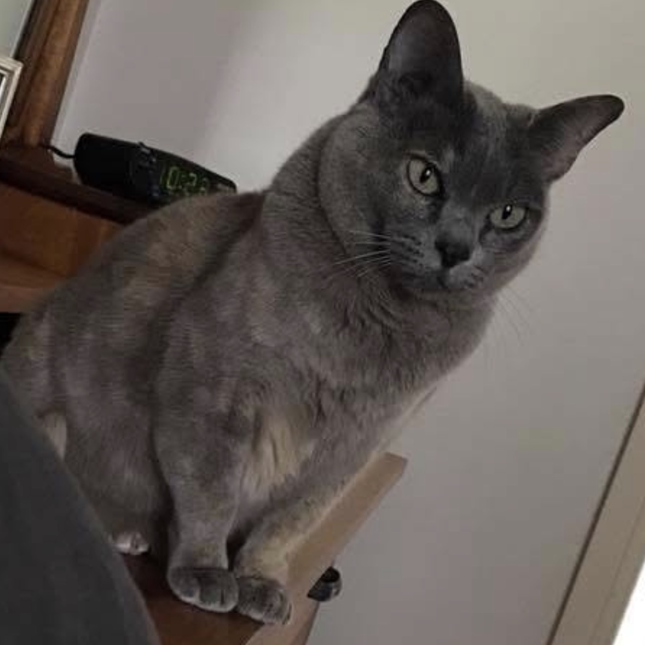 Bella