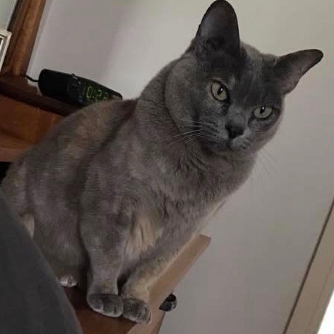 Bella