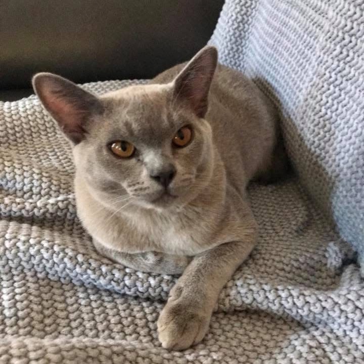 Jasper 