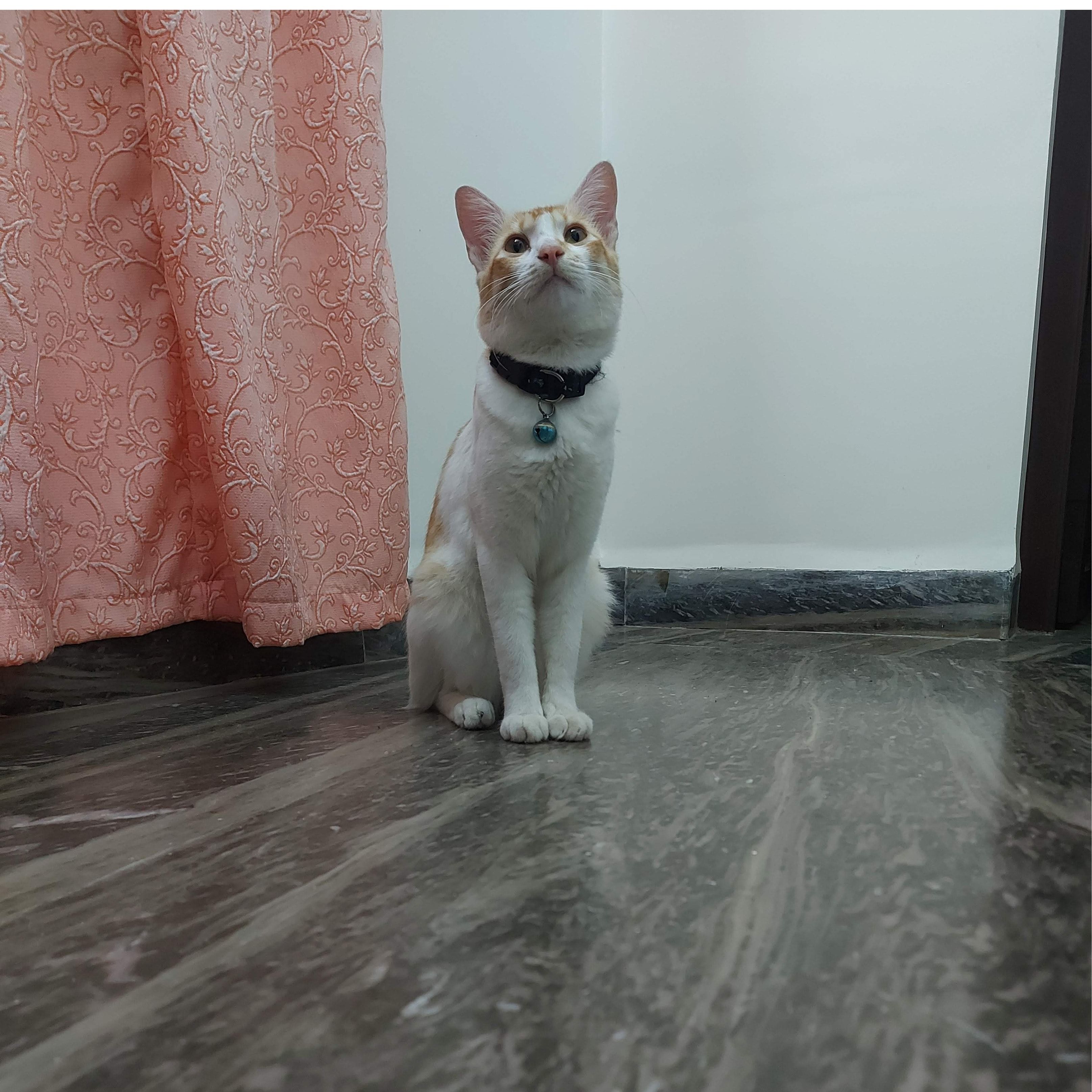 Kunjan