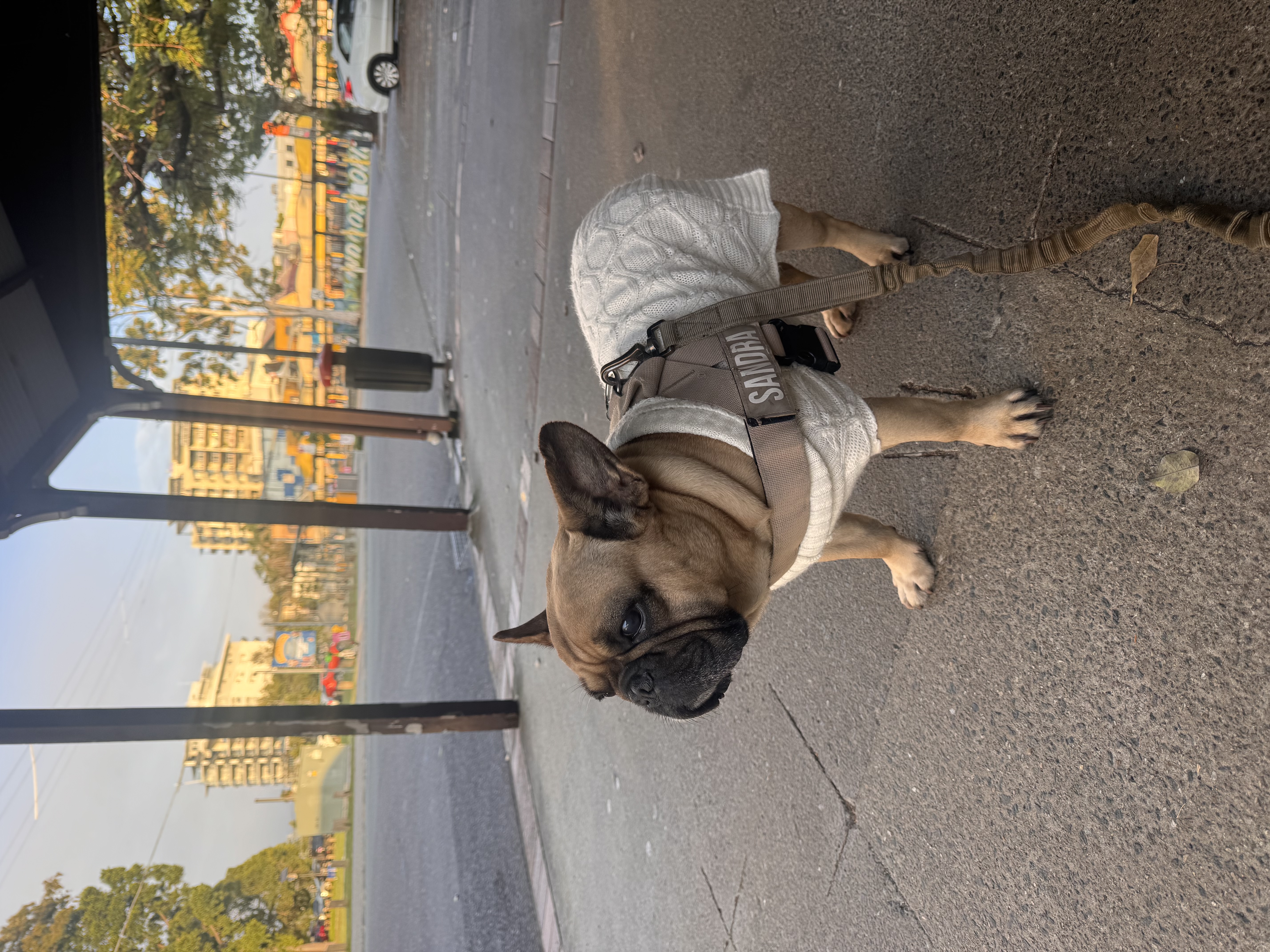 image-19