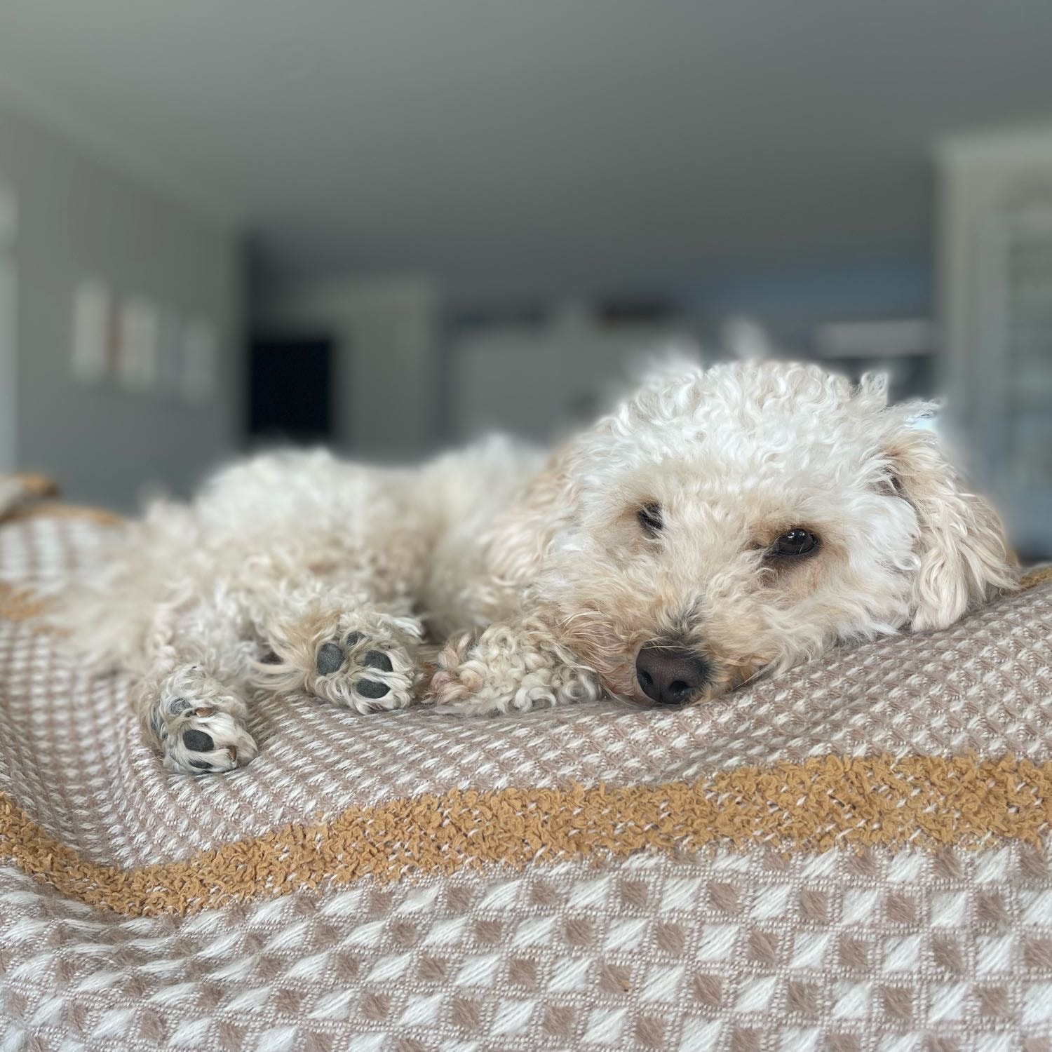 Archie