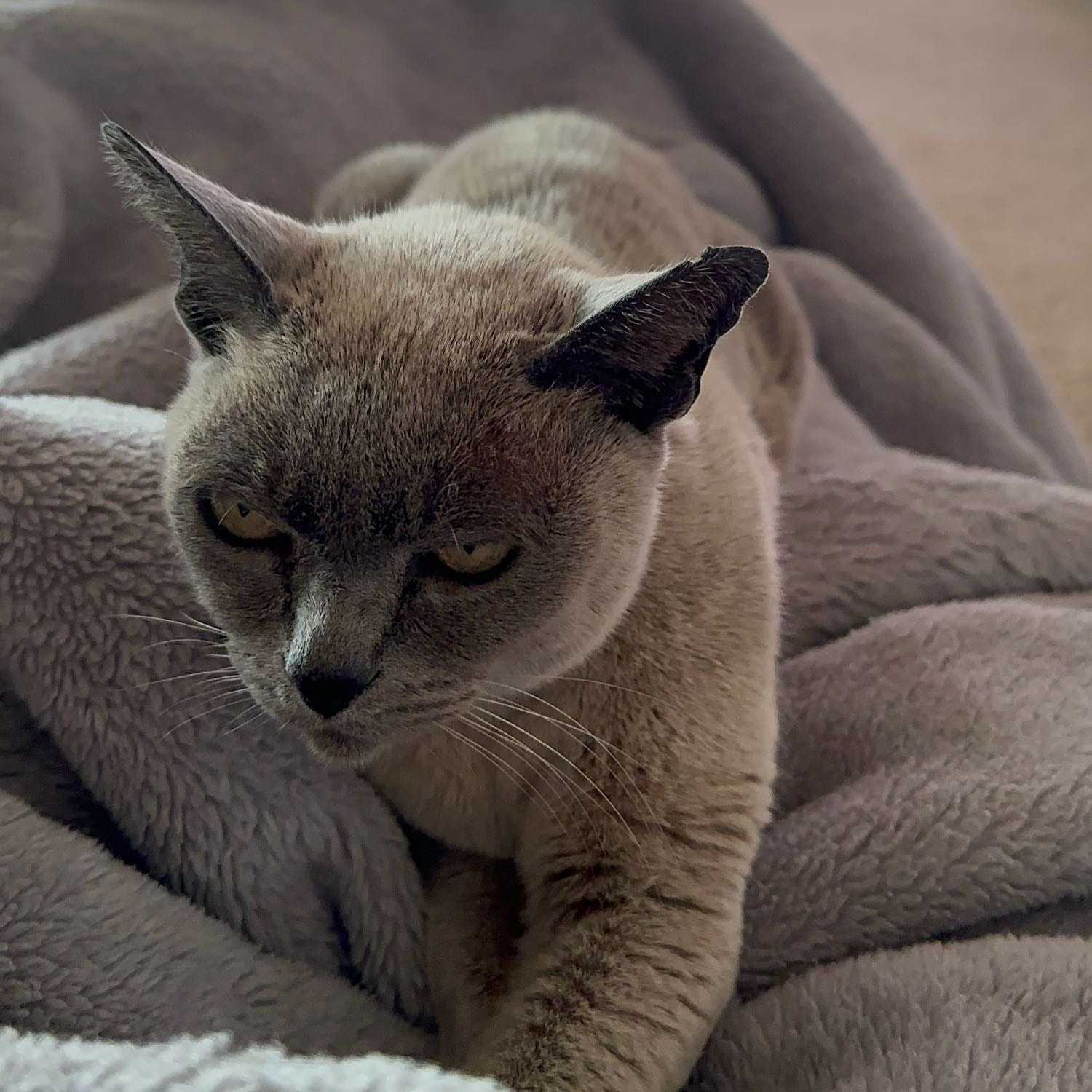 Bella