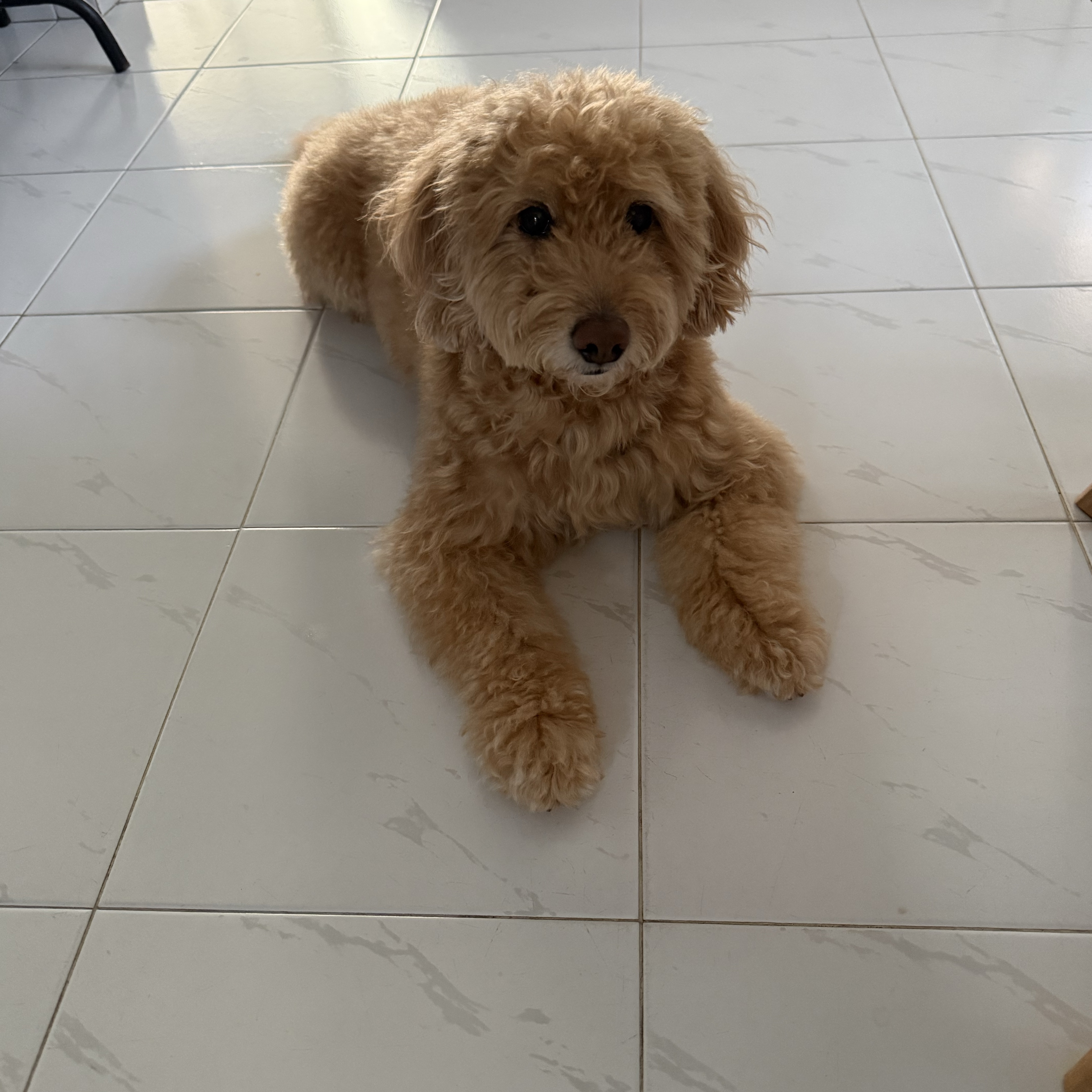 Mylo