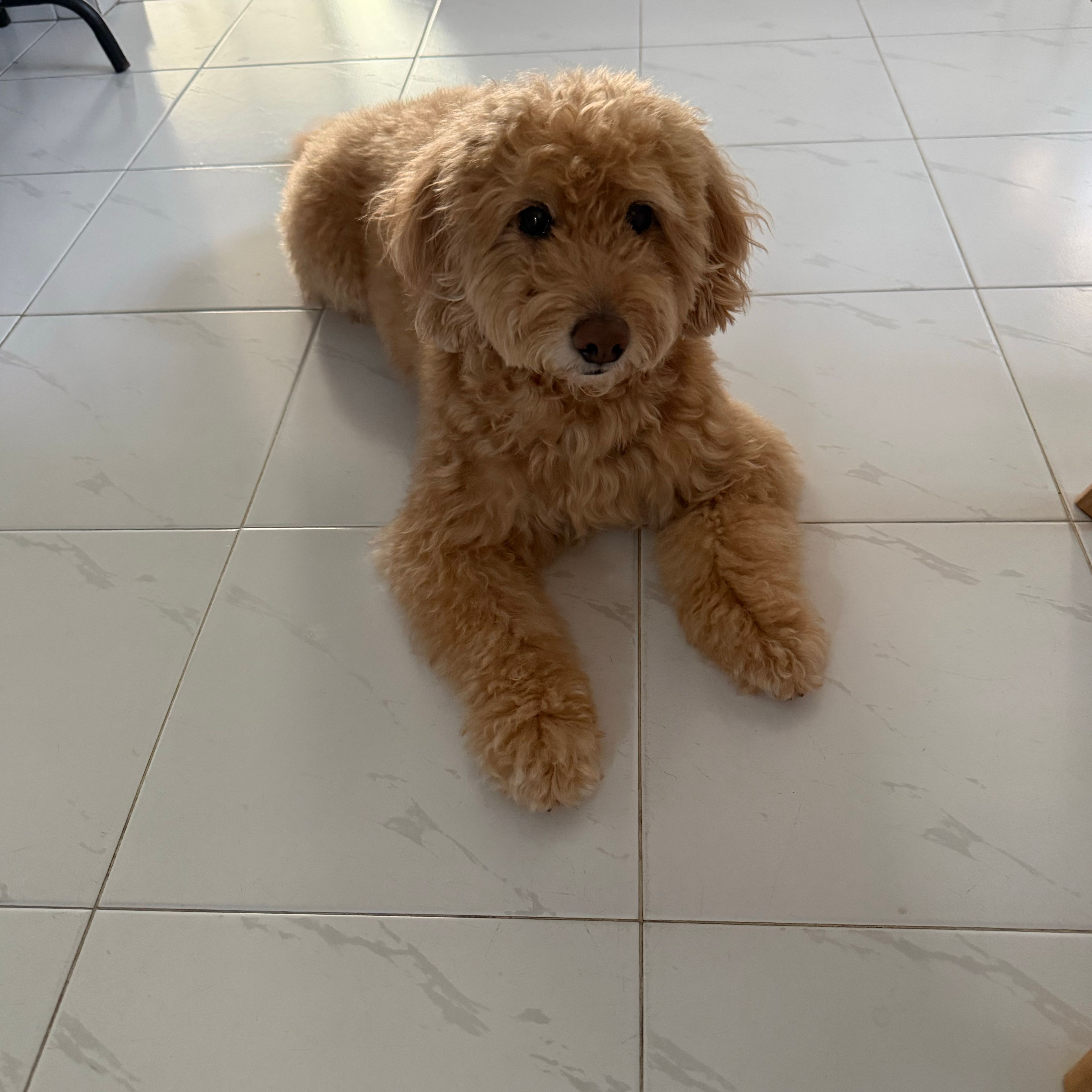 Mylo