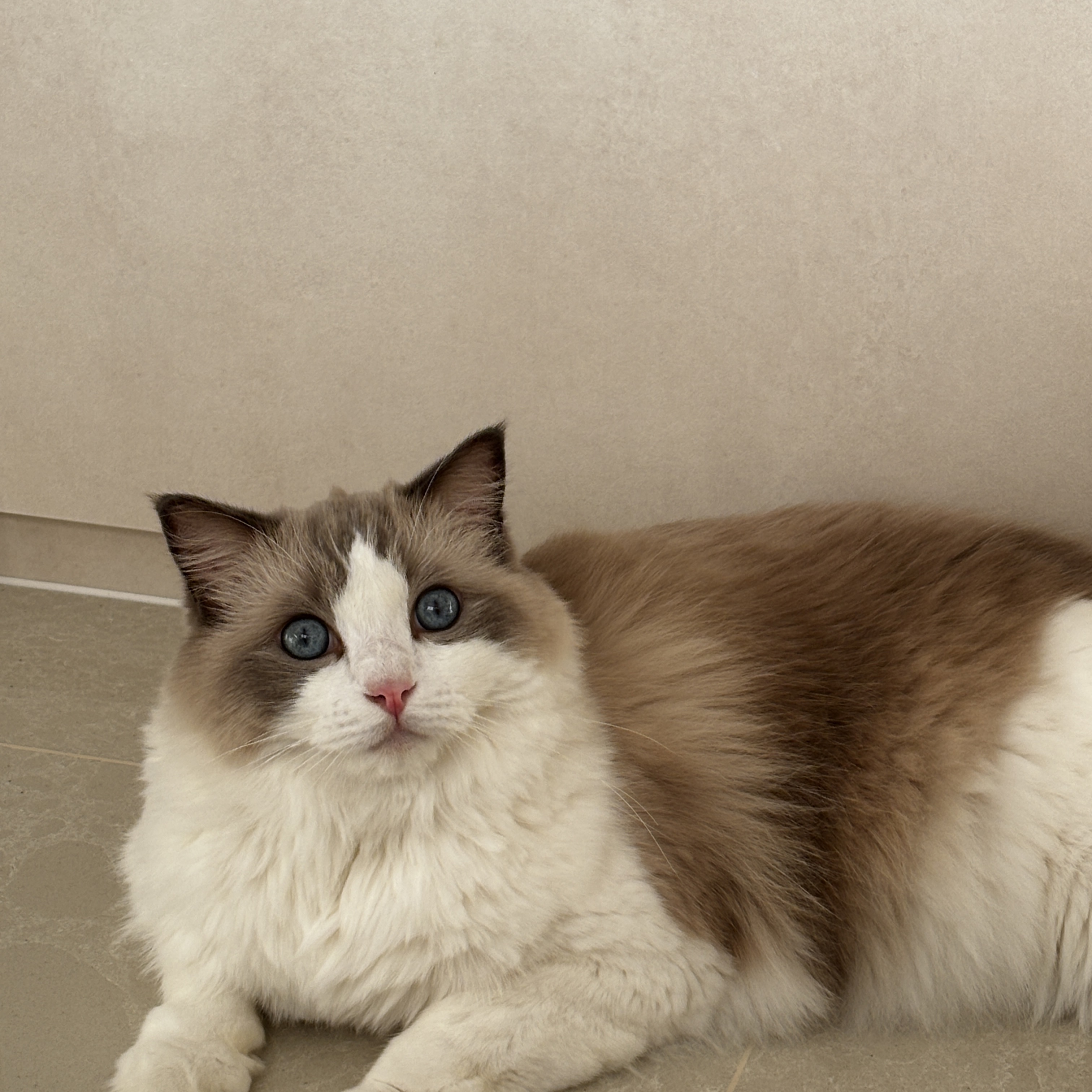 Douglas