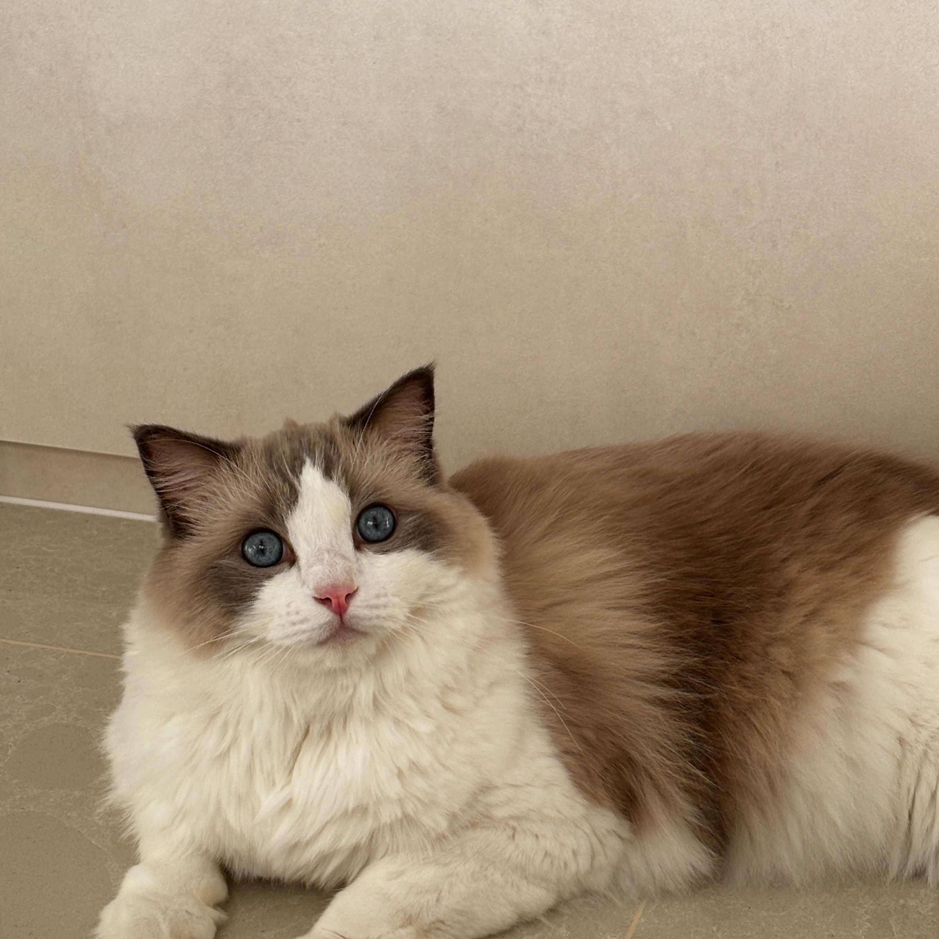 Douglas