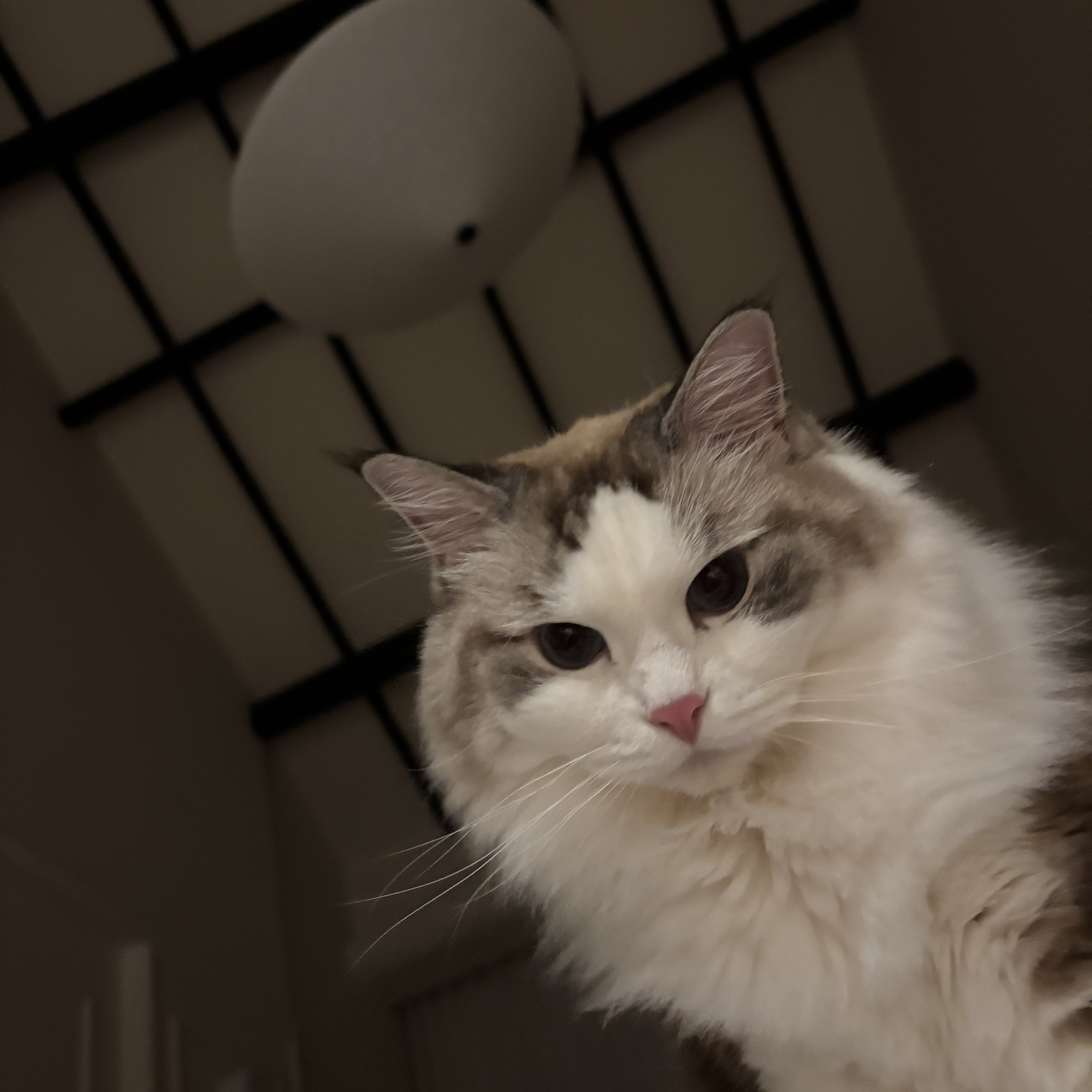 Junie