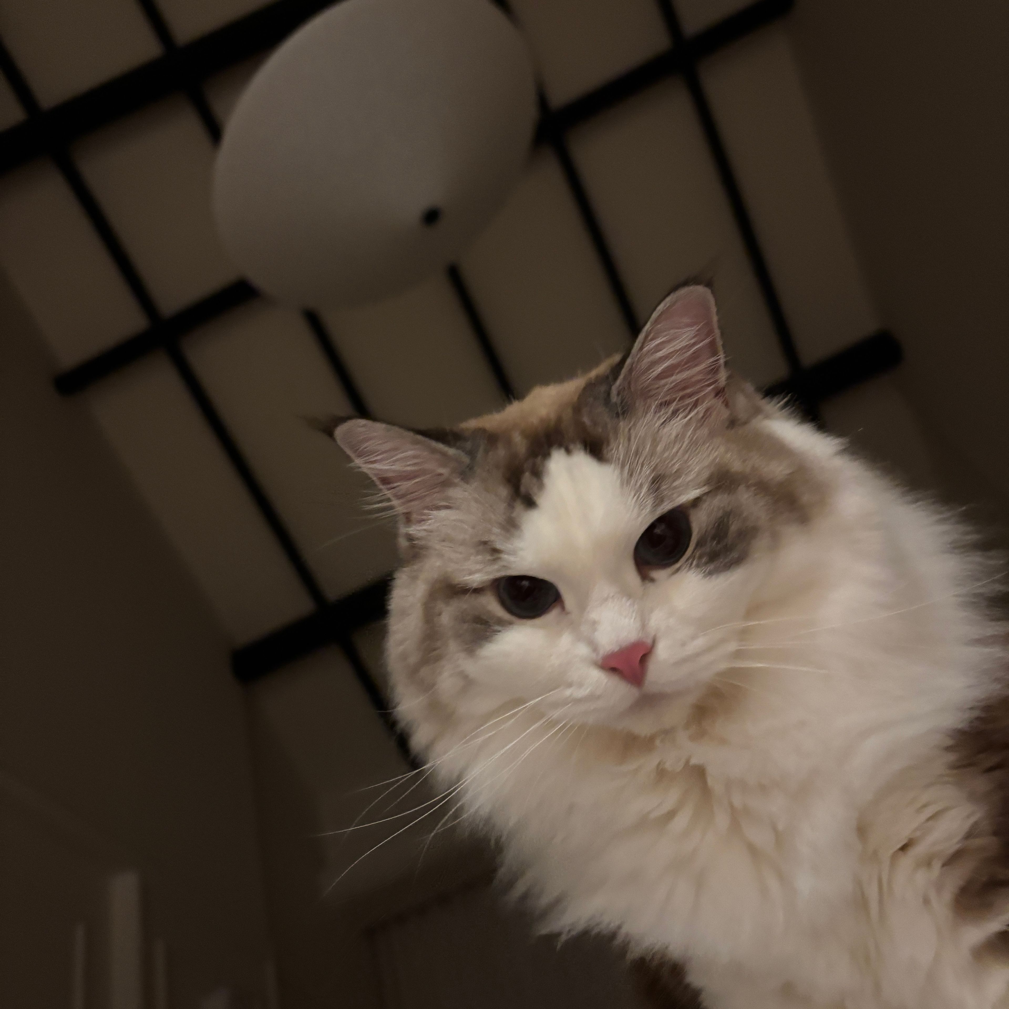 Junie