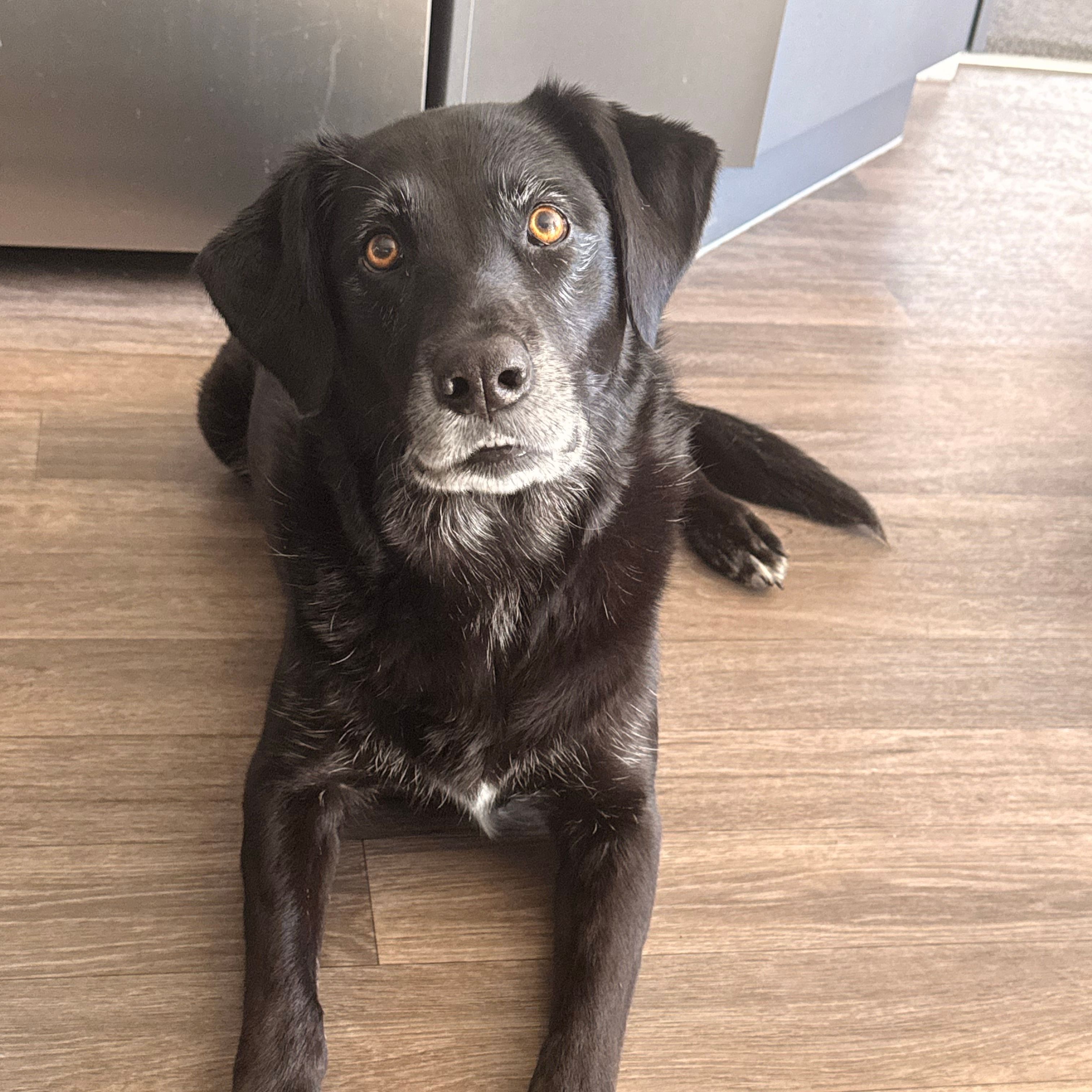 Nala
