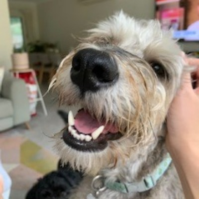 Archie