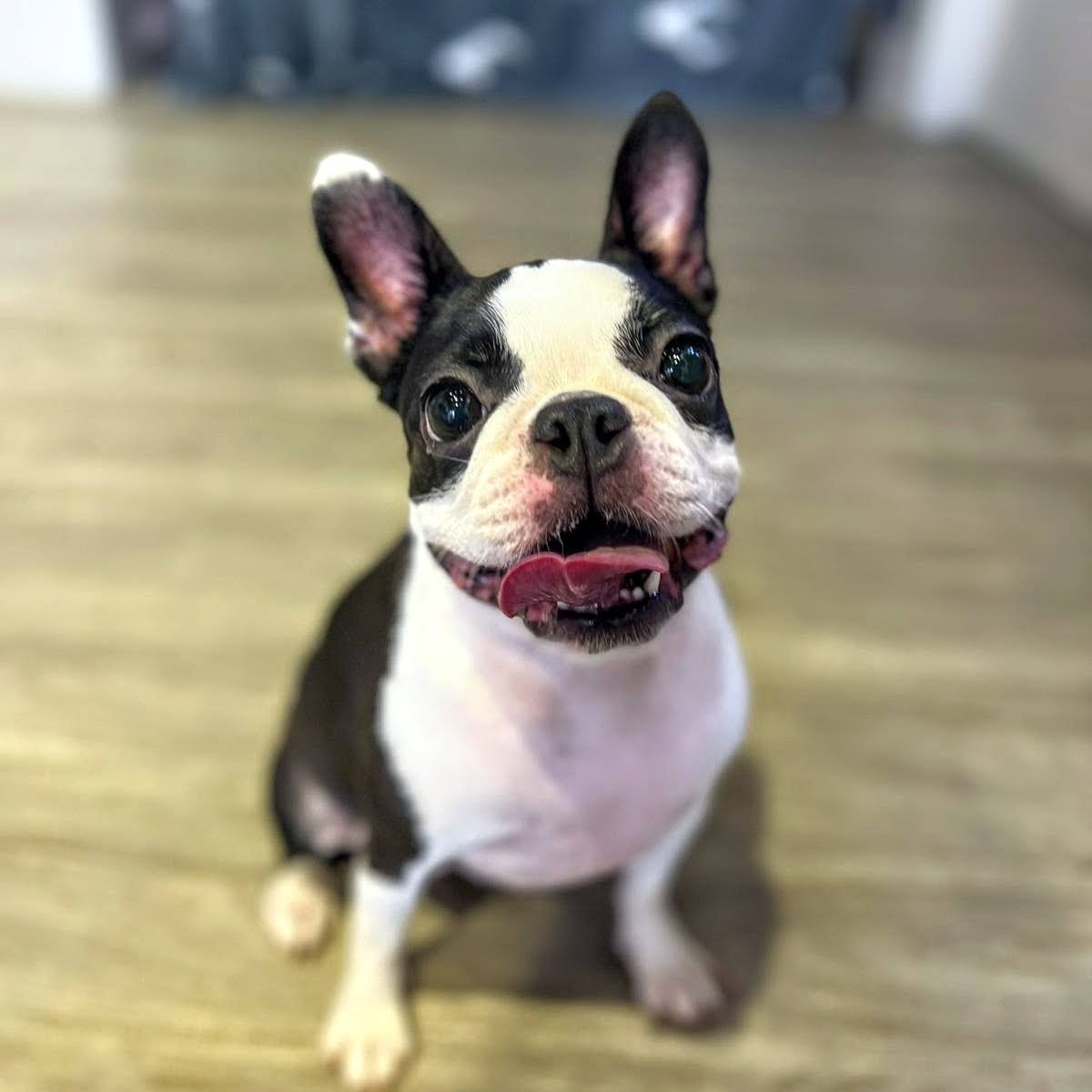 Darcy