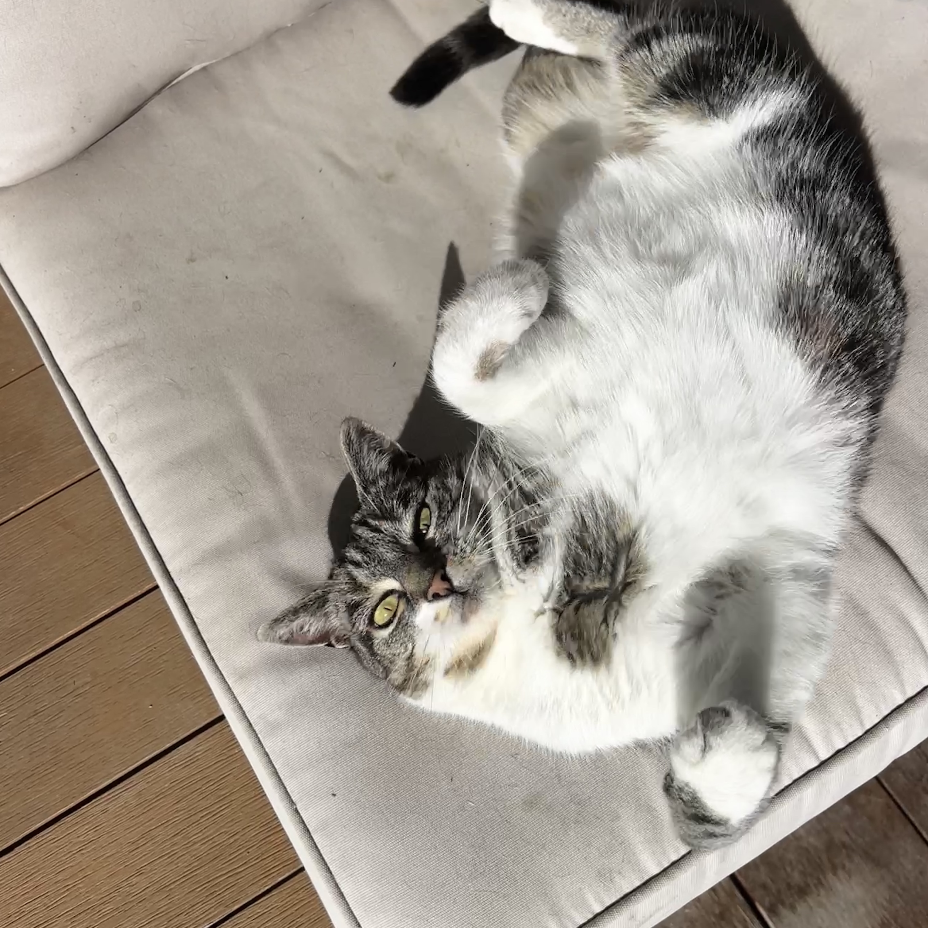 Bella 