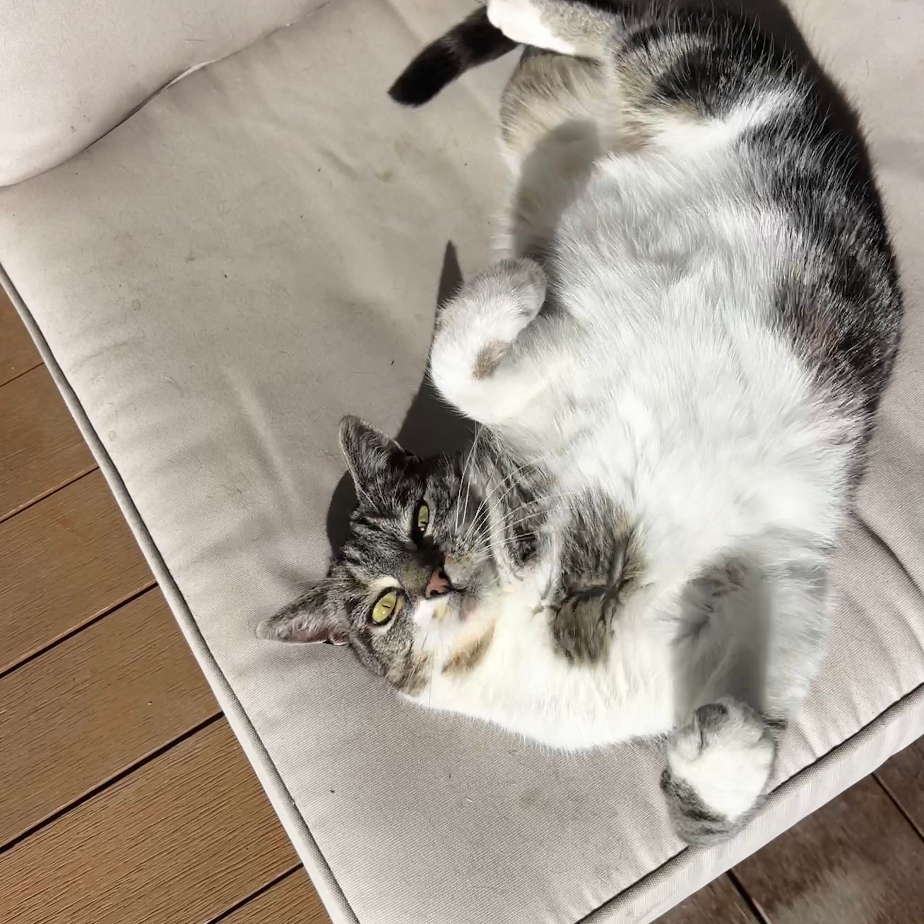 Bella