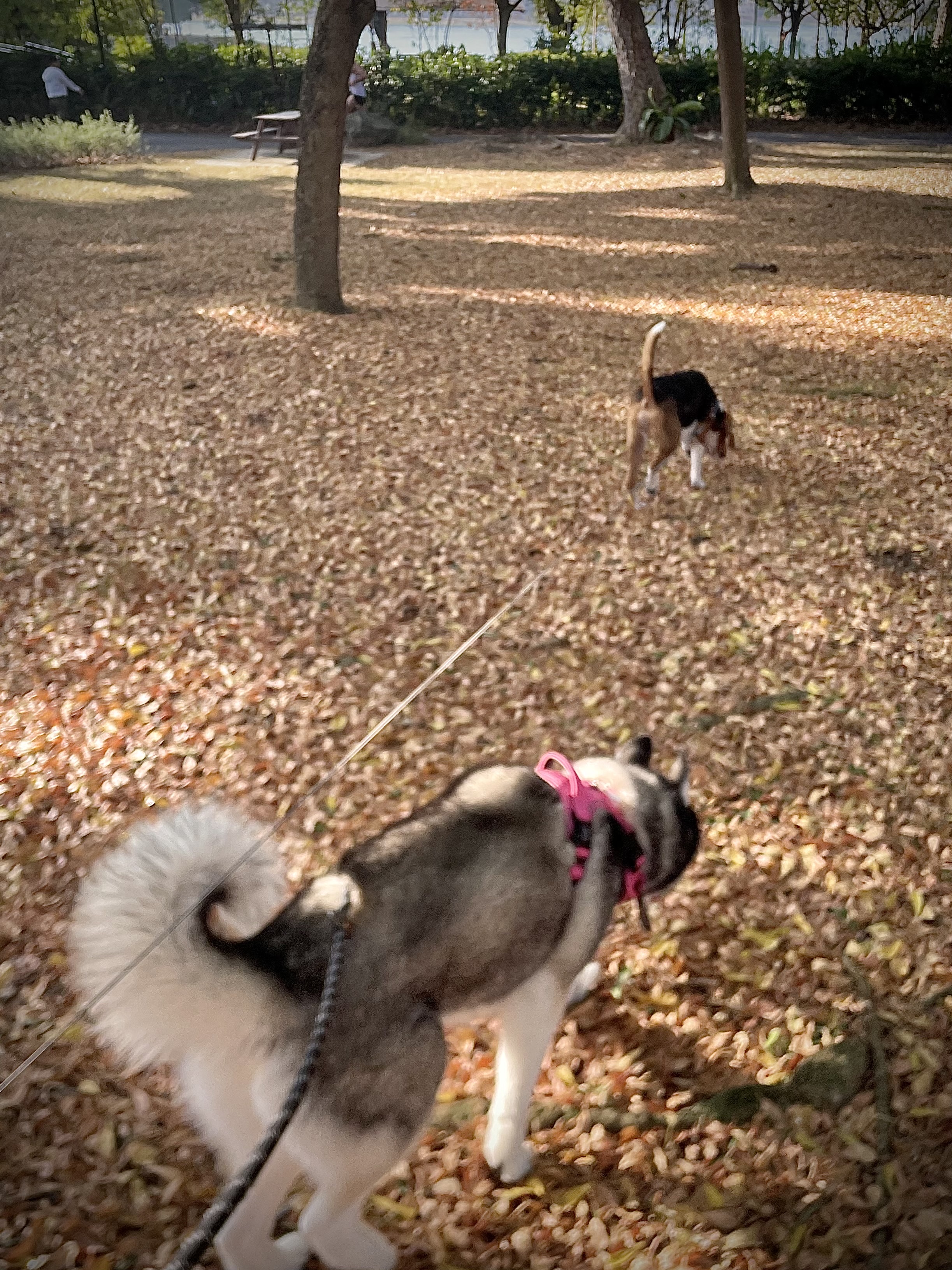 image-37
