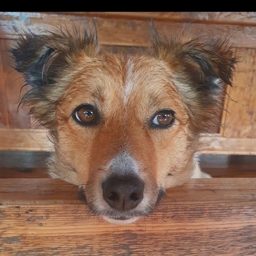 Missy (back in Ireland)