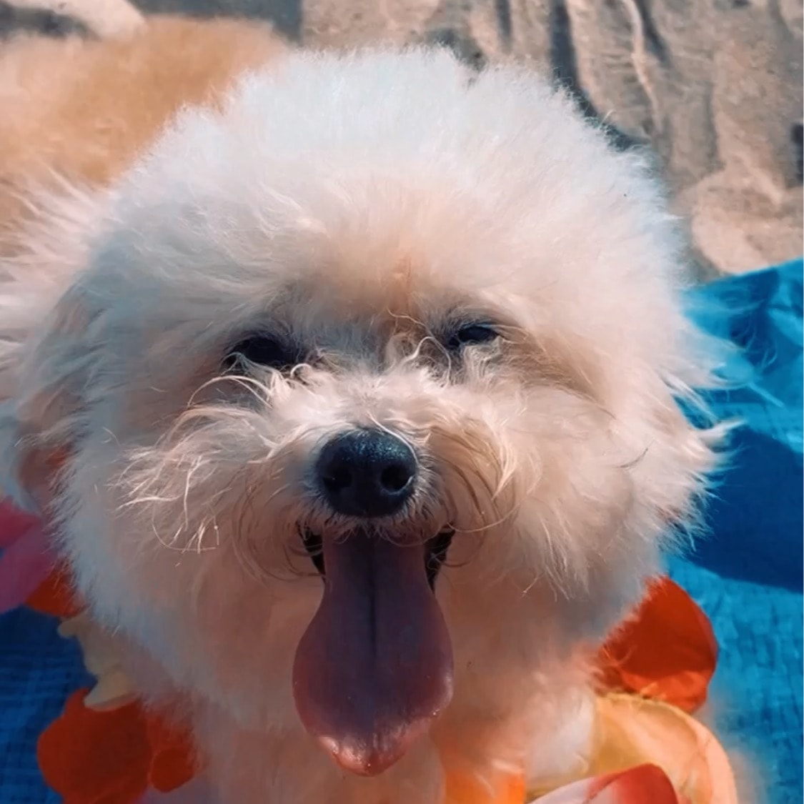 Sugar