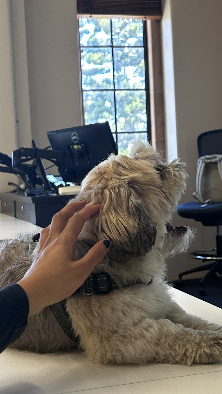 image-4