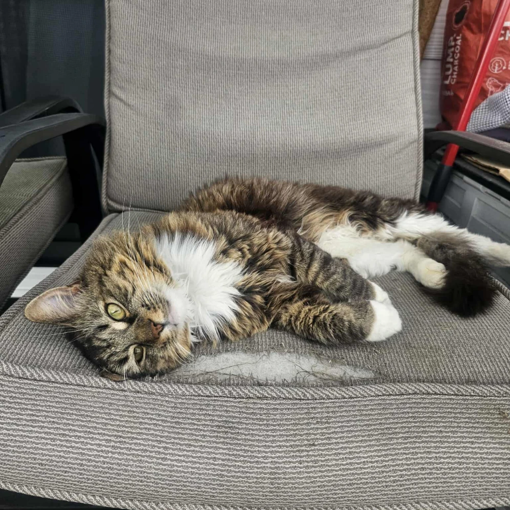 Catrion (Ming-Ming)