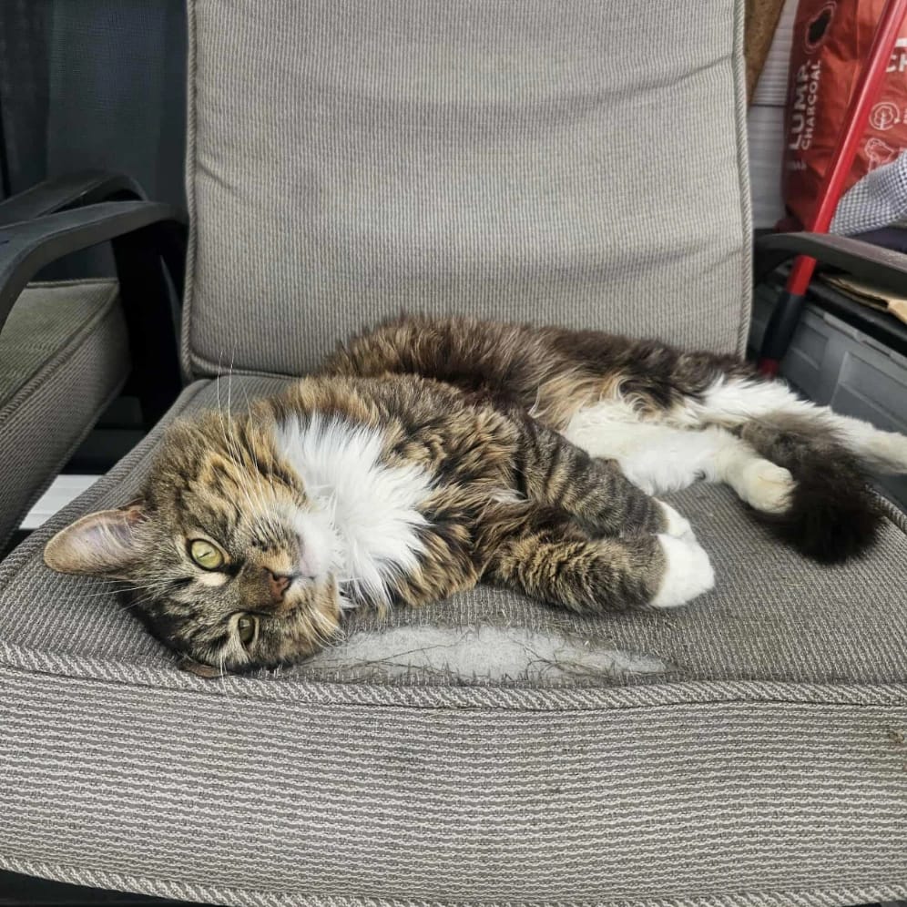 Catrion (Ming-Ming)