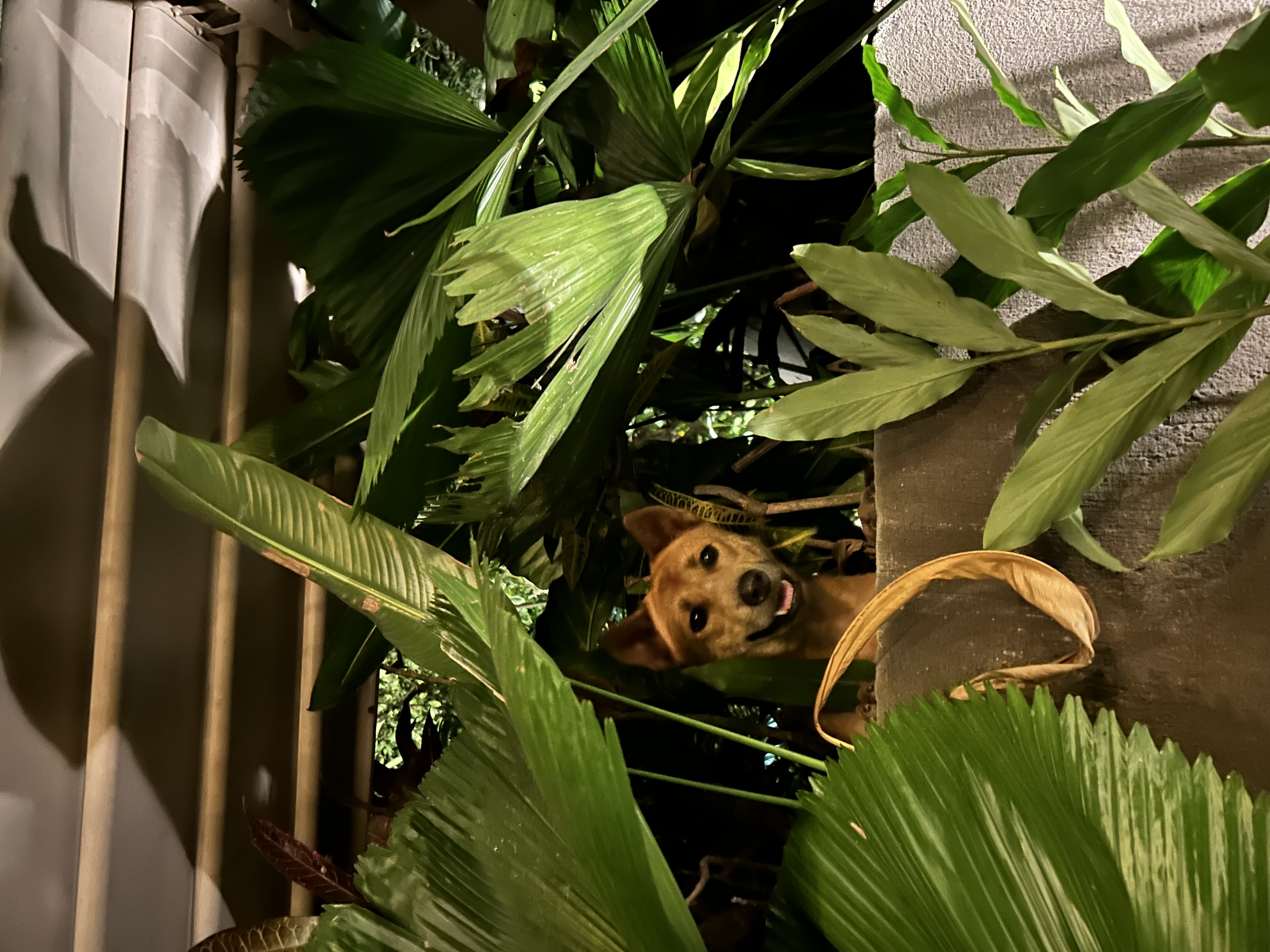 image-8