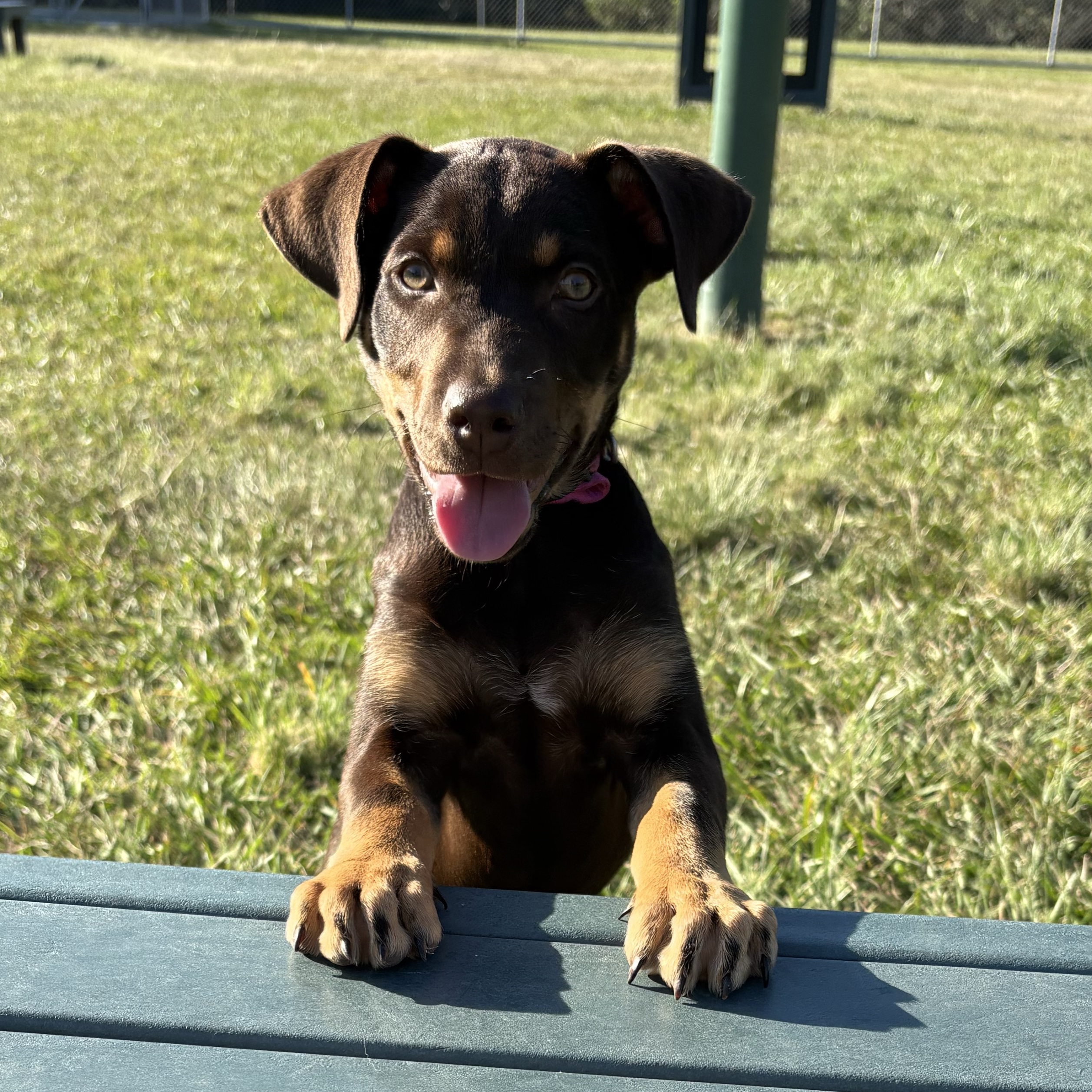 Hazel 