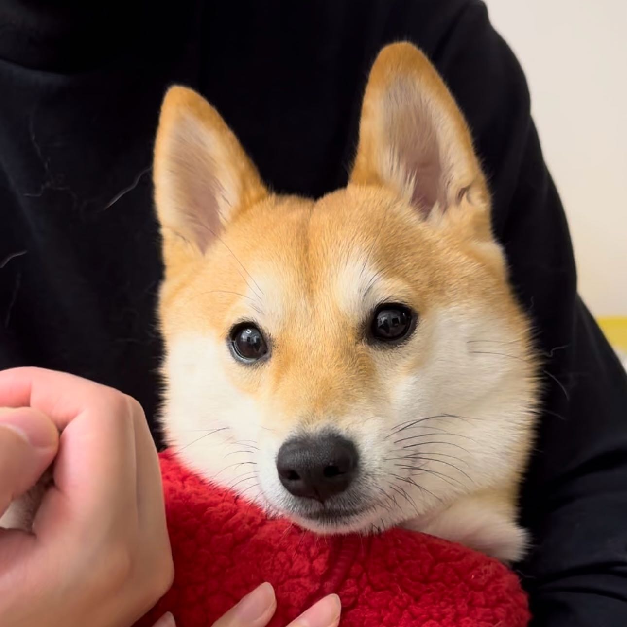 DUDU