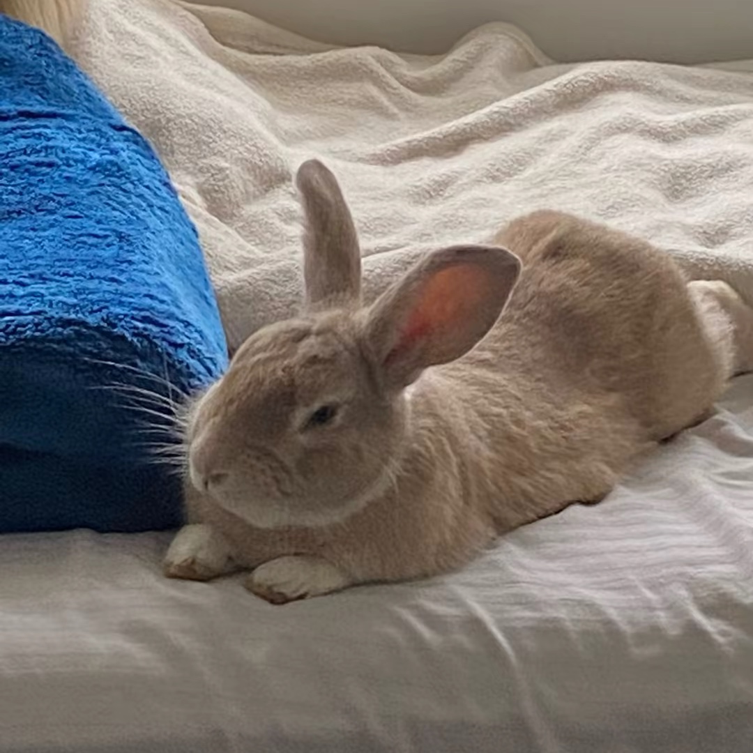 Milo