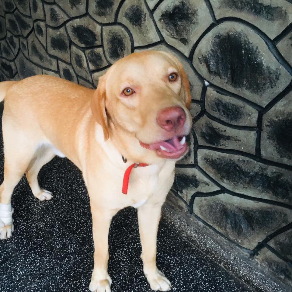 Juno 