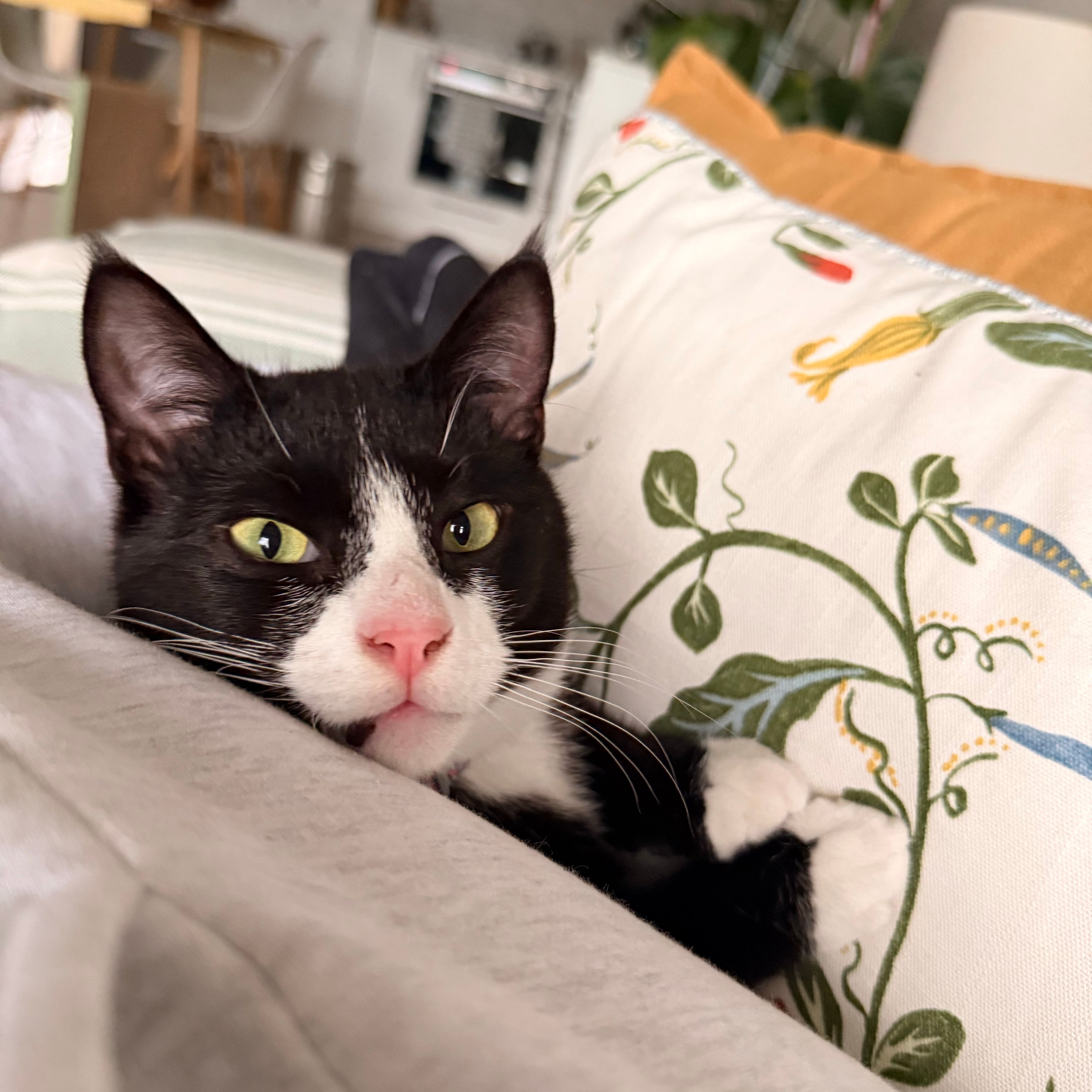Pablo