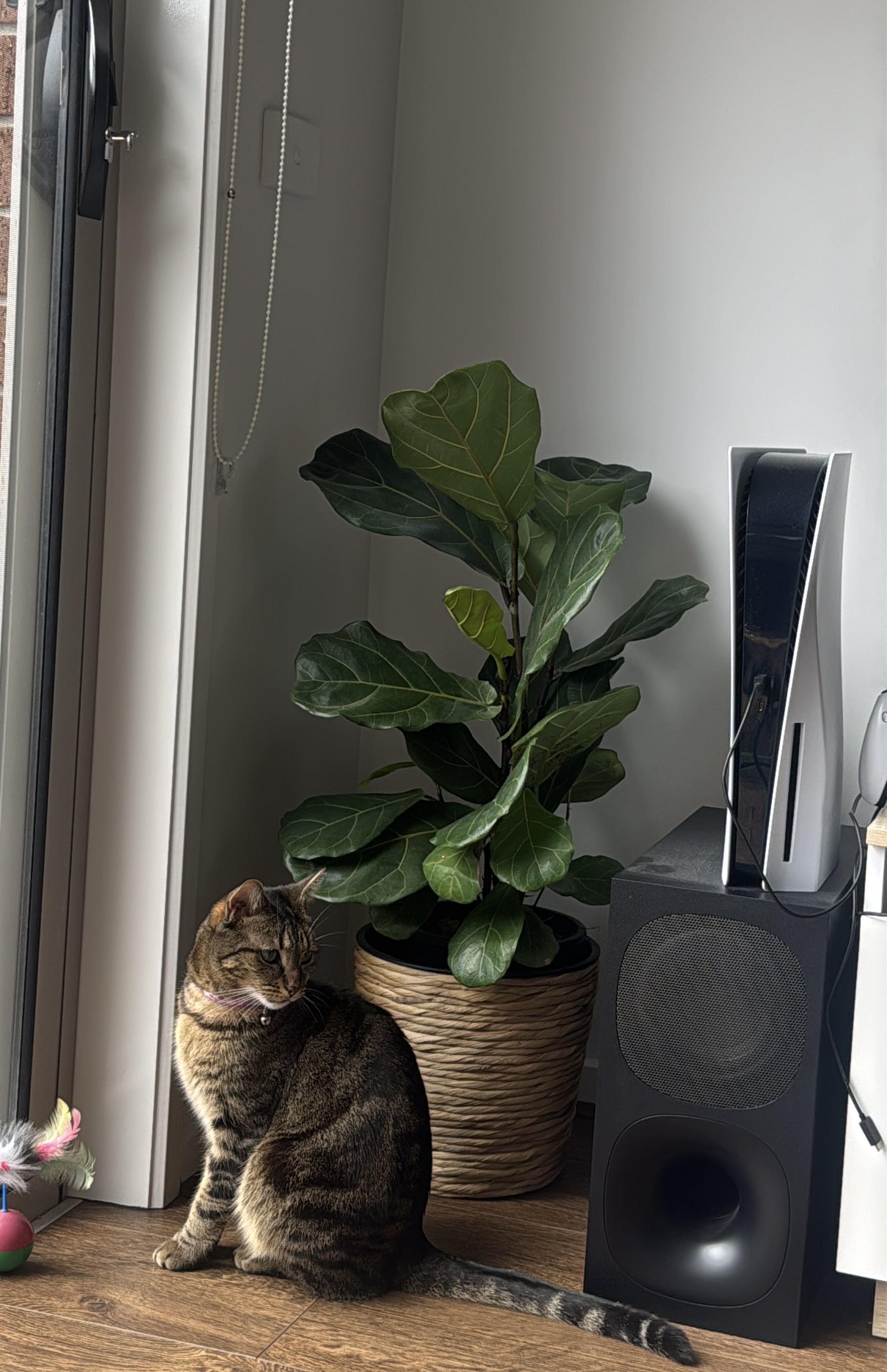 image-8