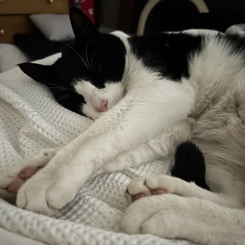 Leo (aka Boodgey Boy)