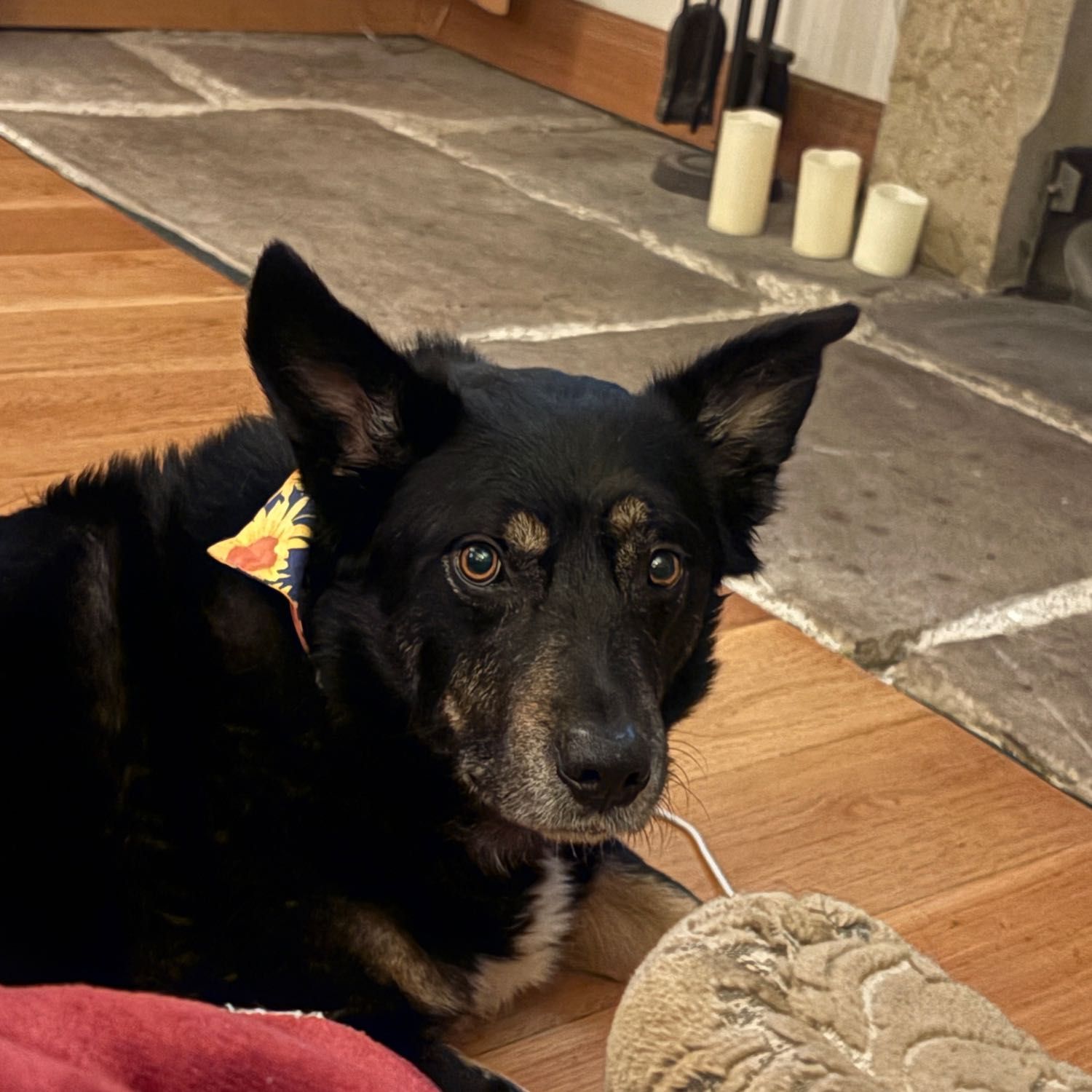 Bear 🐻