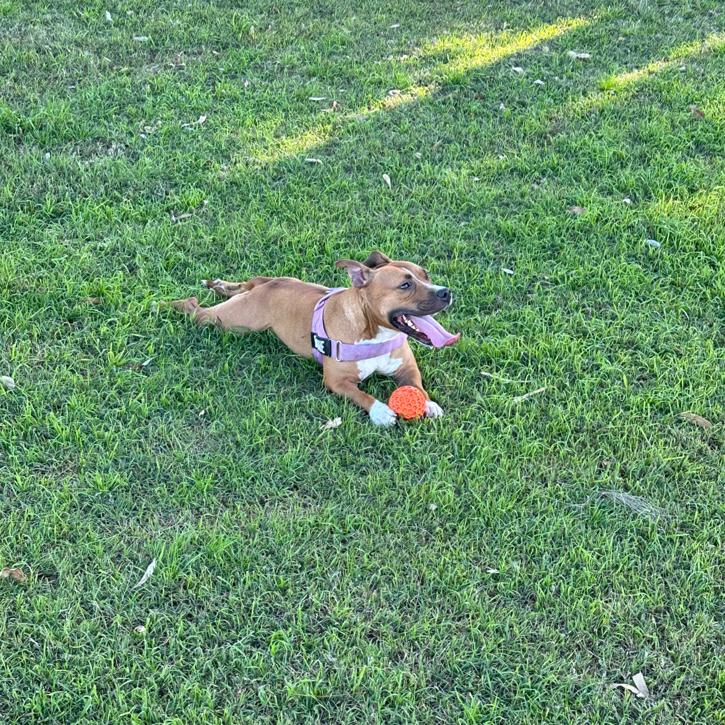 Bonnie 