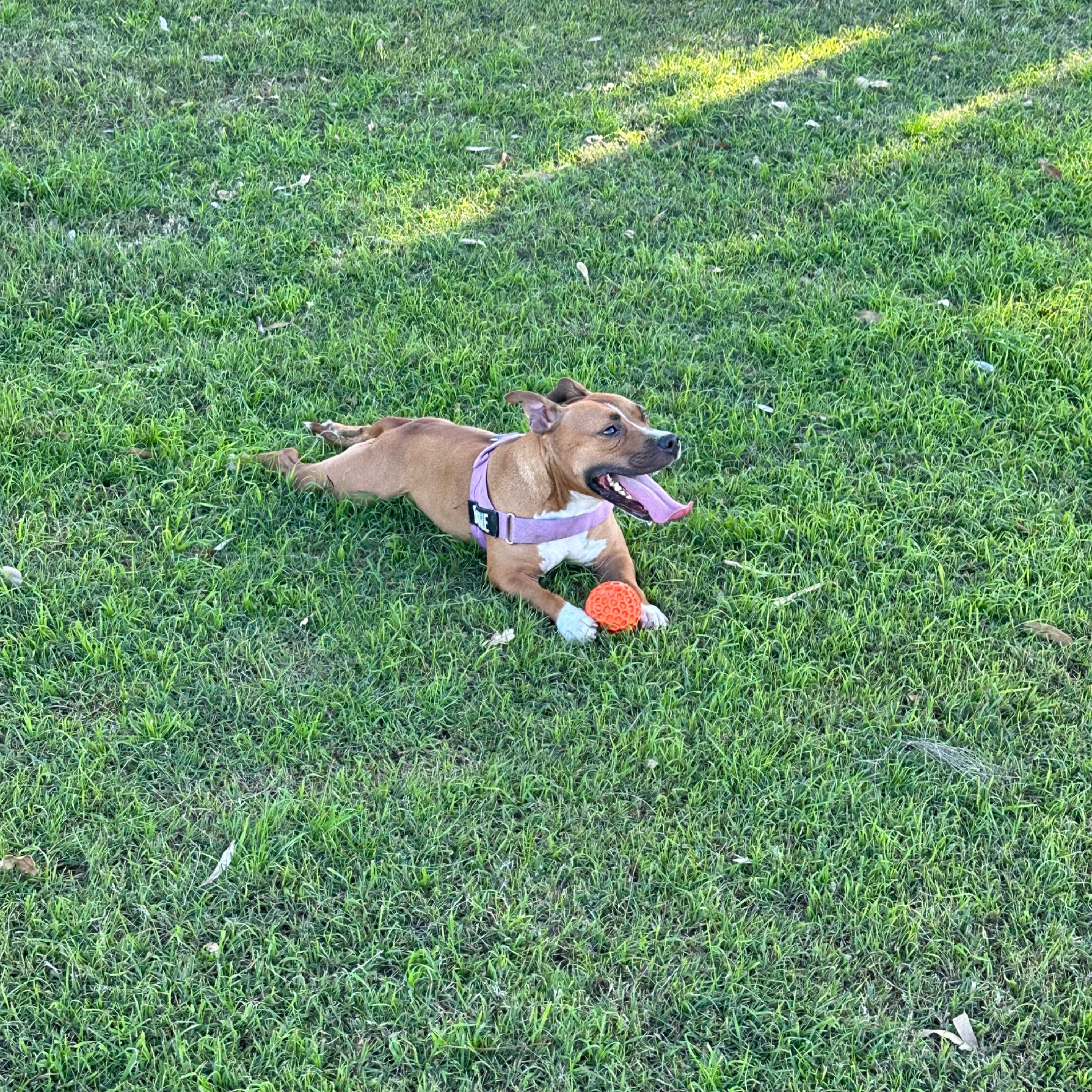Bonnie