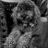 Toby