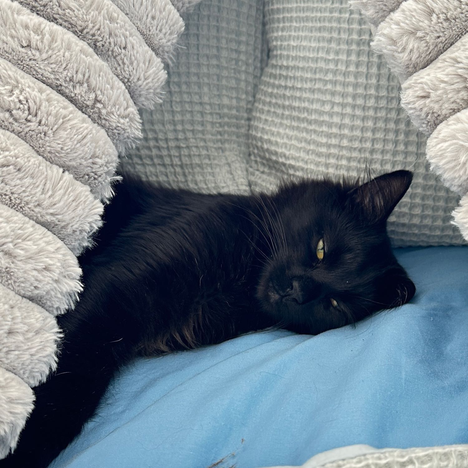 loki