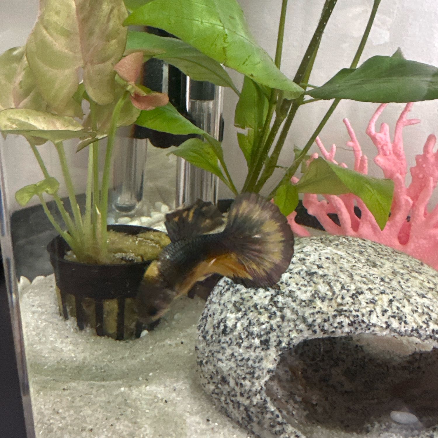 mr fishy