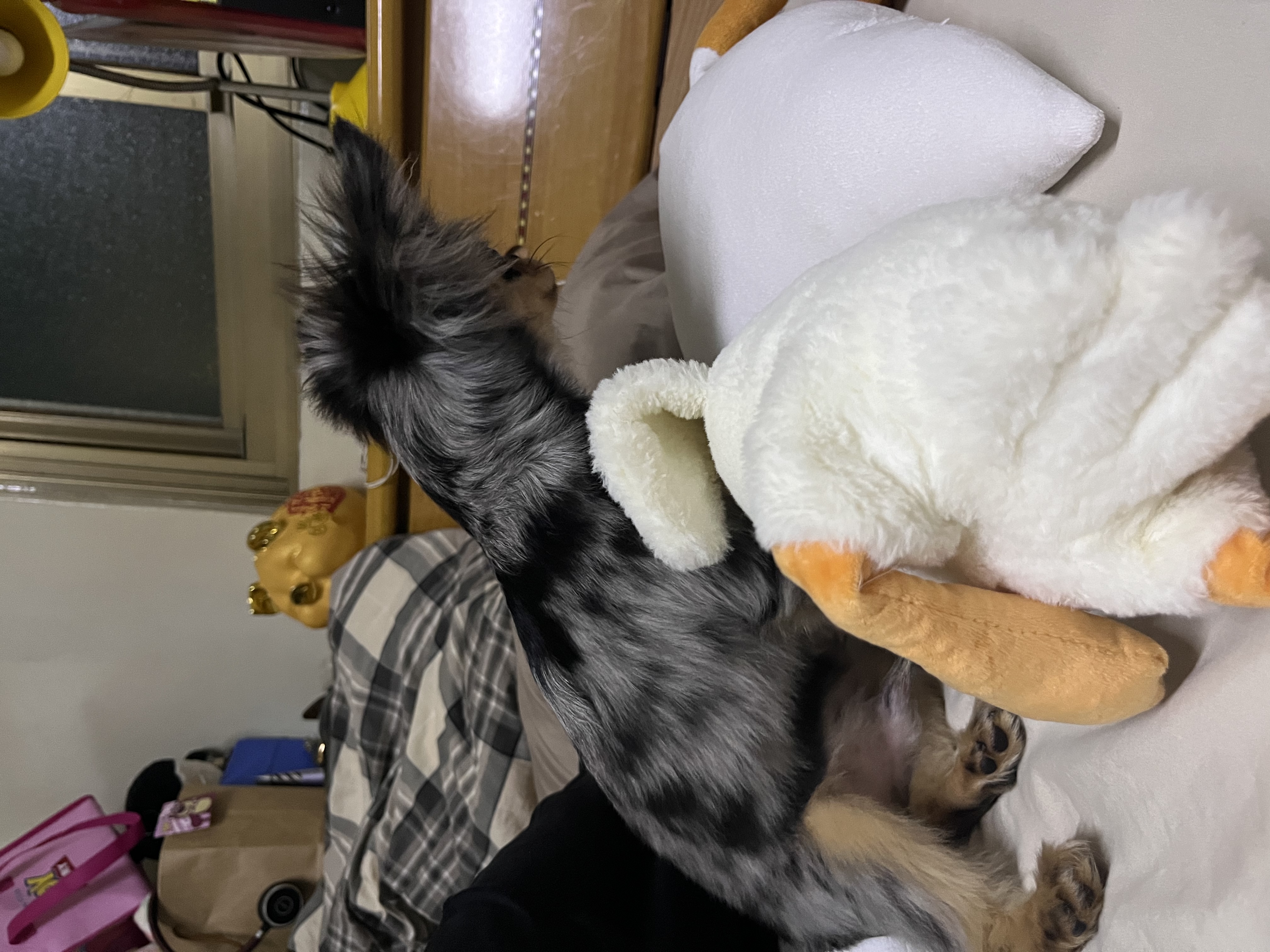 image-7